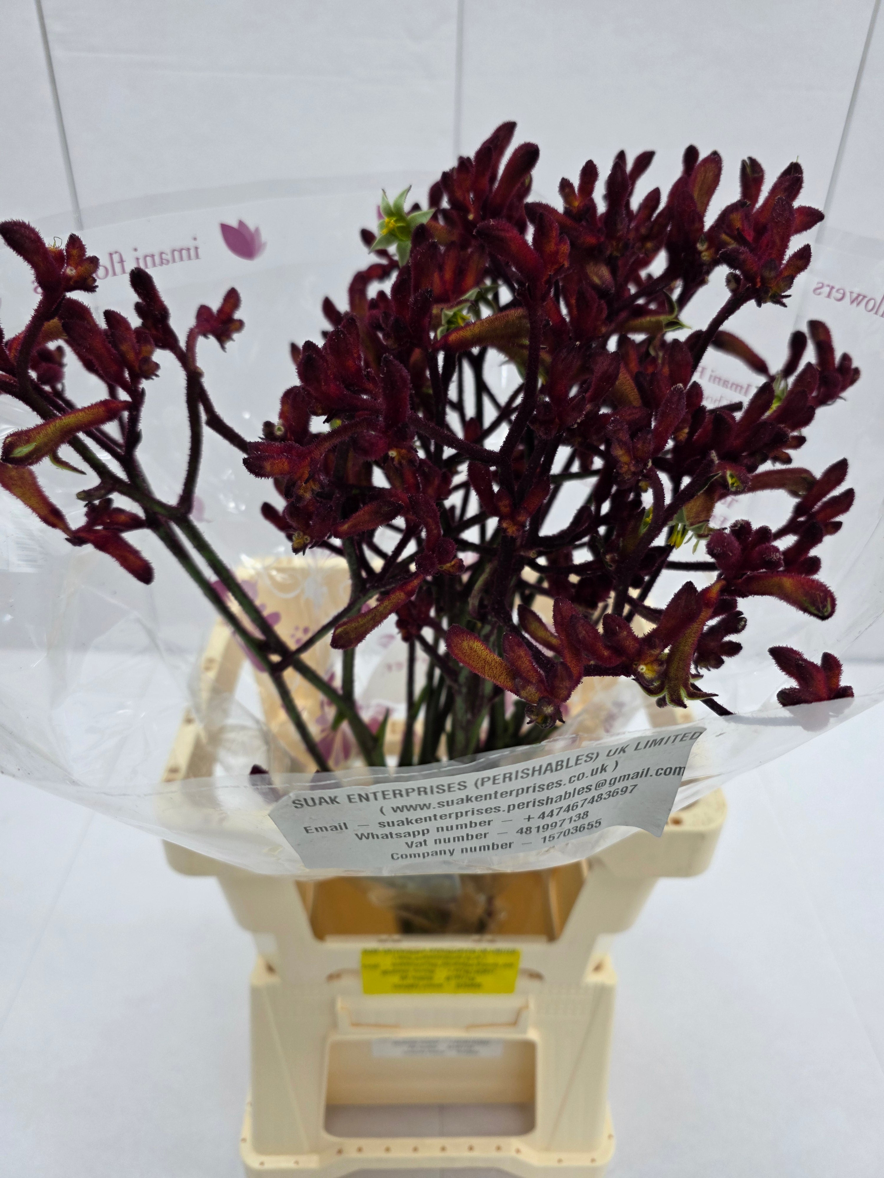 Farm Fresh Anigozanthos Early Spring(Bunch of 20 Stems, Length 70cm)