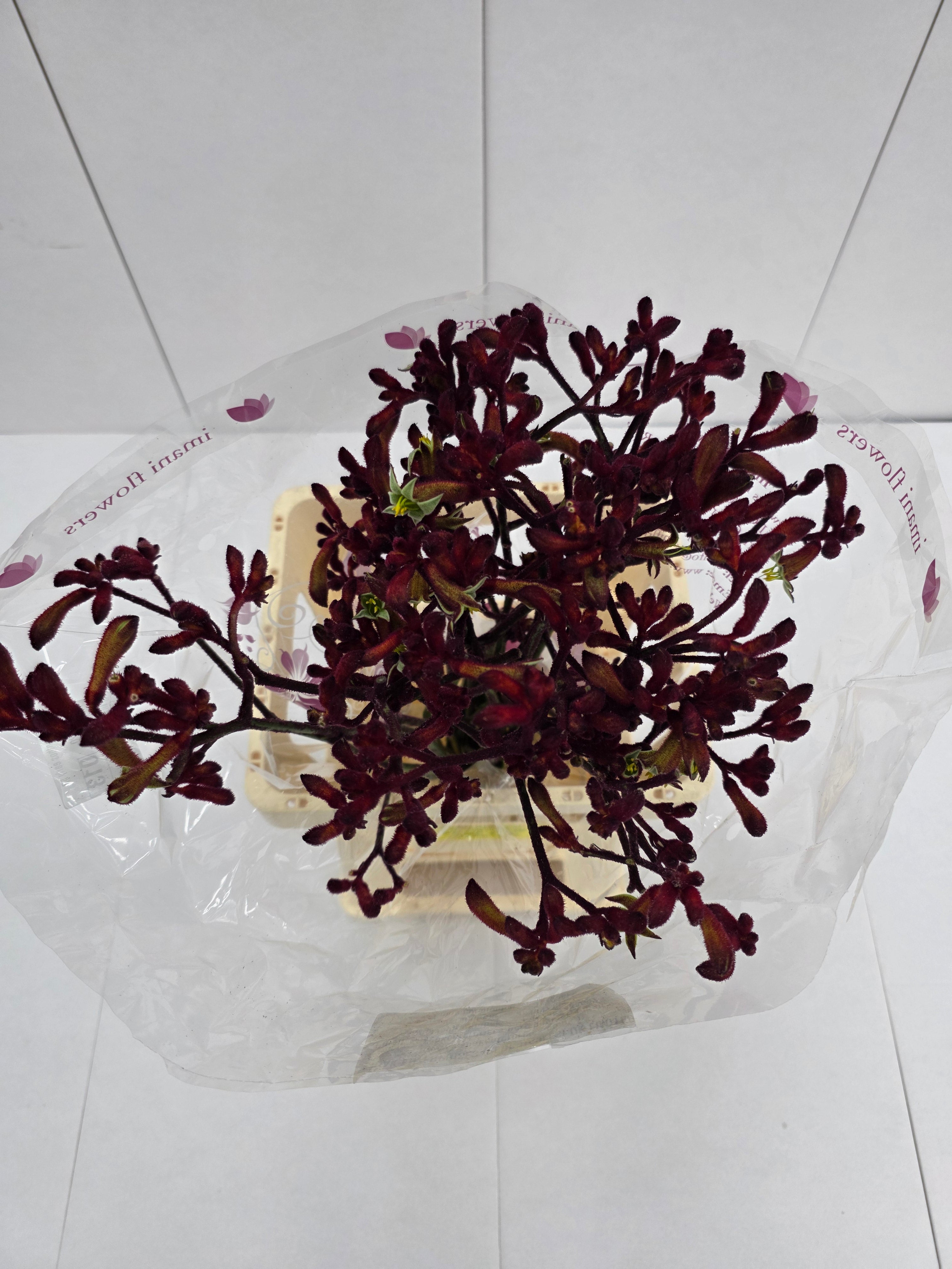 Farm Fresh Anigozanthos Early Spring(Bunch of 20 Stems, Length 70cm)