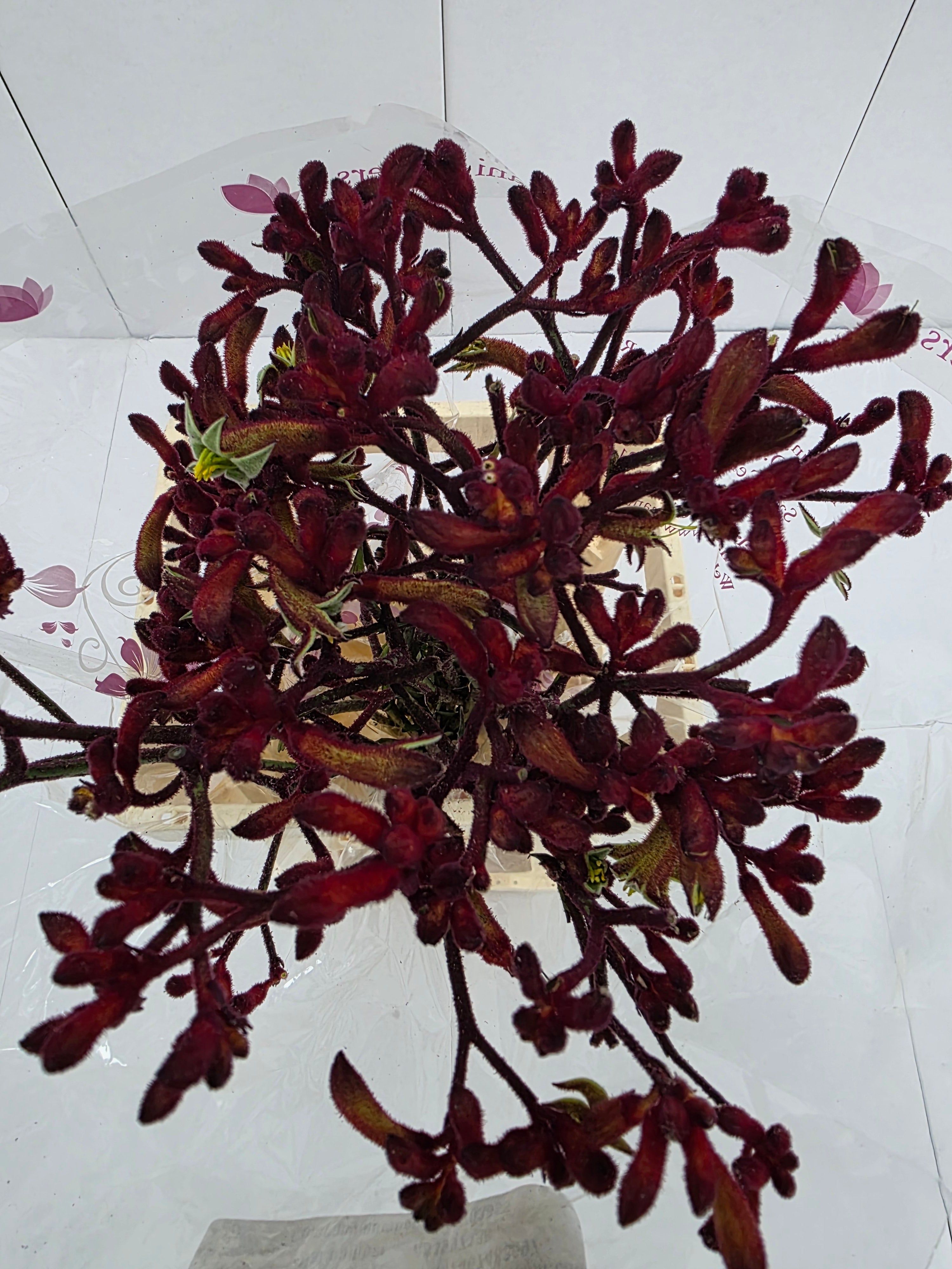 Farm Fresh Anigozanthos Early Spring(Bunch of 20 Stems, Length 70cm)