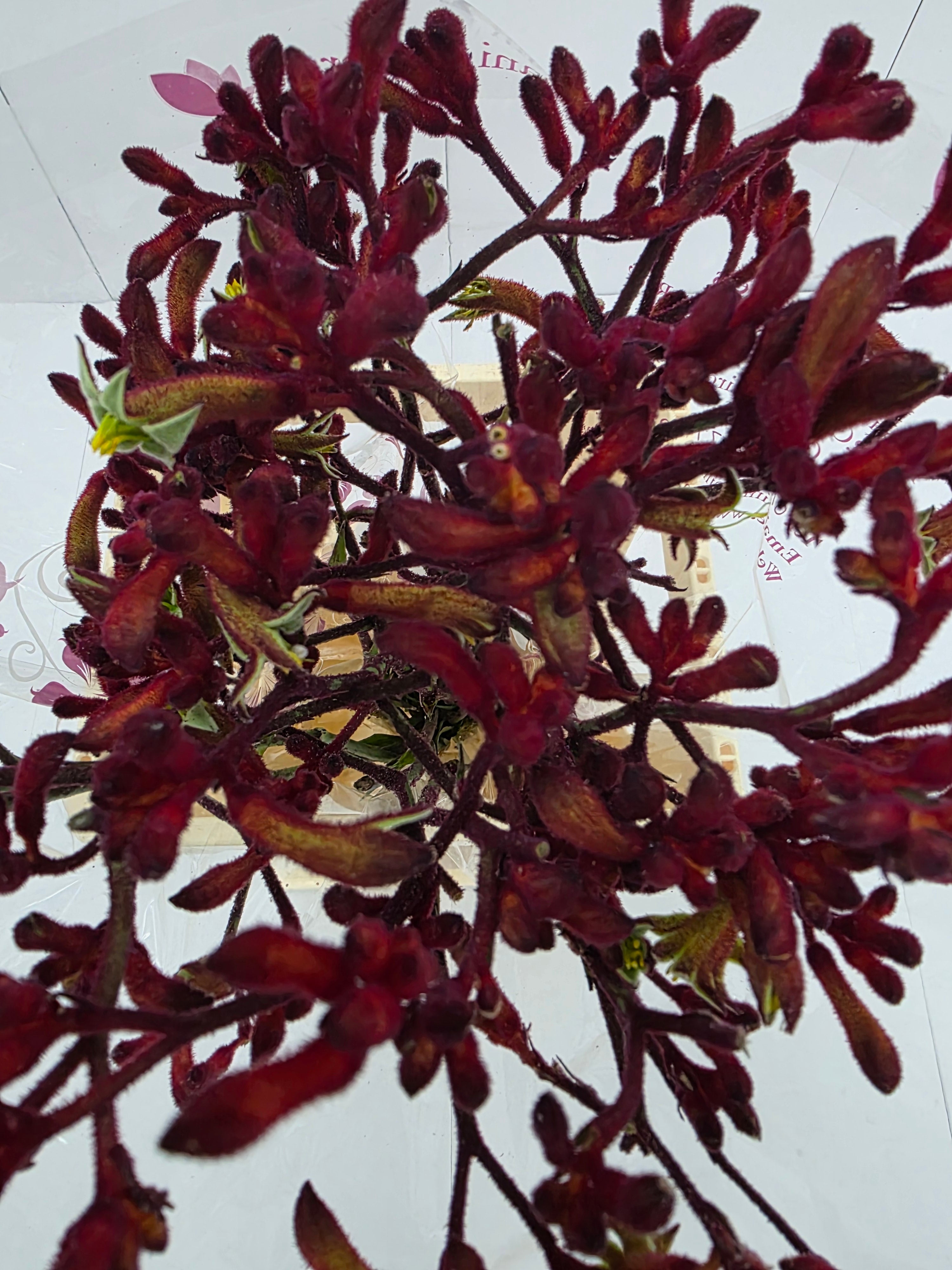 Farm Fresh Anigozanthos Early Spring(Bunch of 20 Stems, Length 70cm)