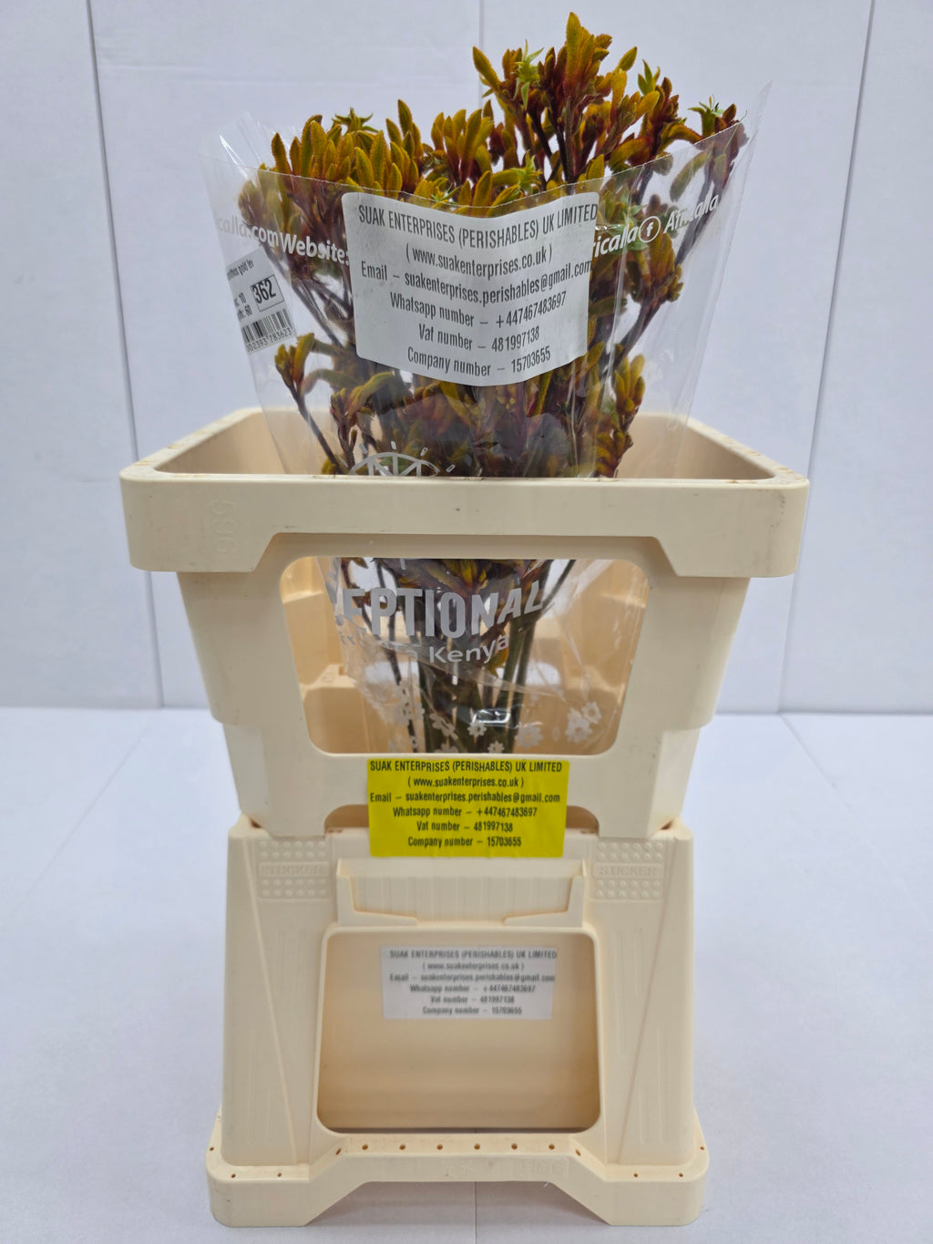 Farm Fresh Anigozanthos Gold Fever(Bunch of 20 Stems, Length 80cm)