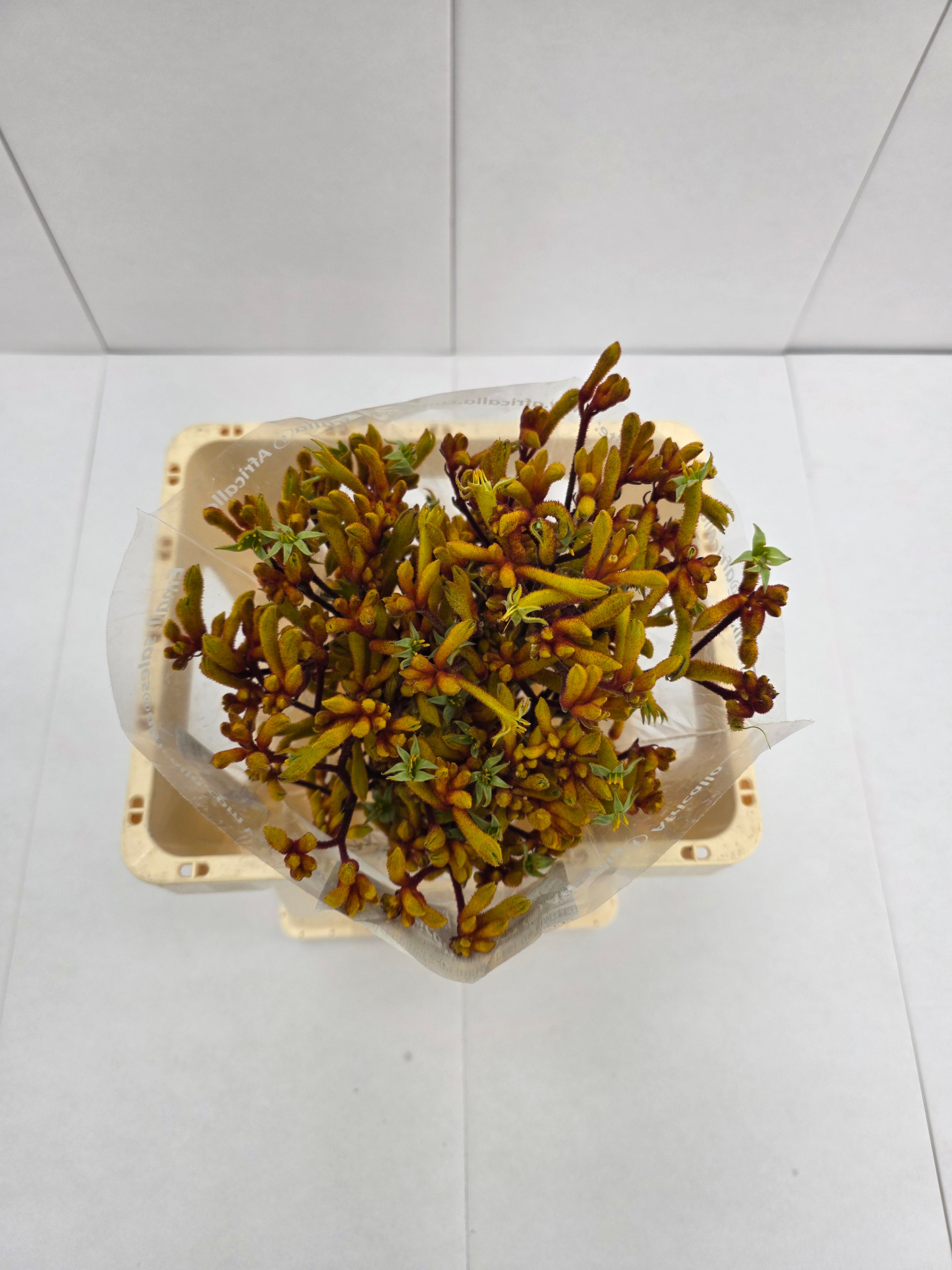 Farm Fresh Anigozanthos Gold Fever(Bunch of 20 Stems, Length 80cm)
