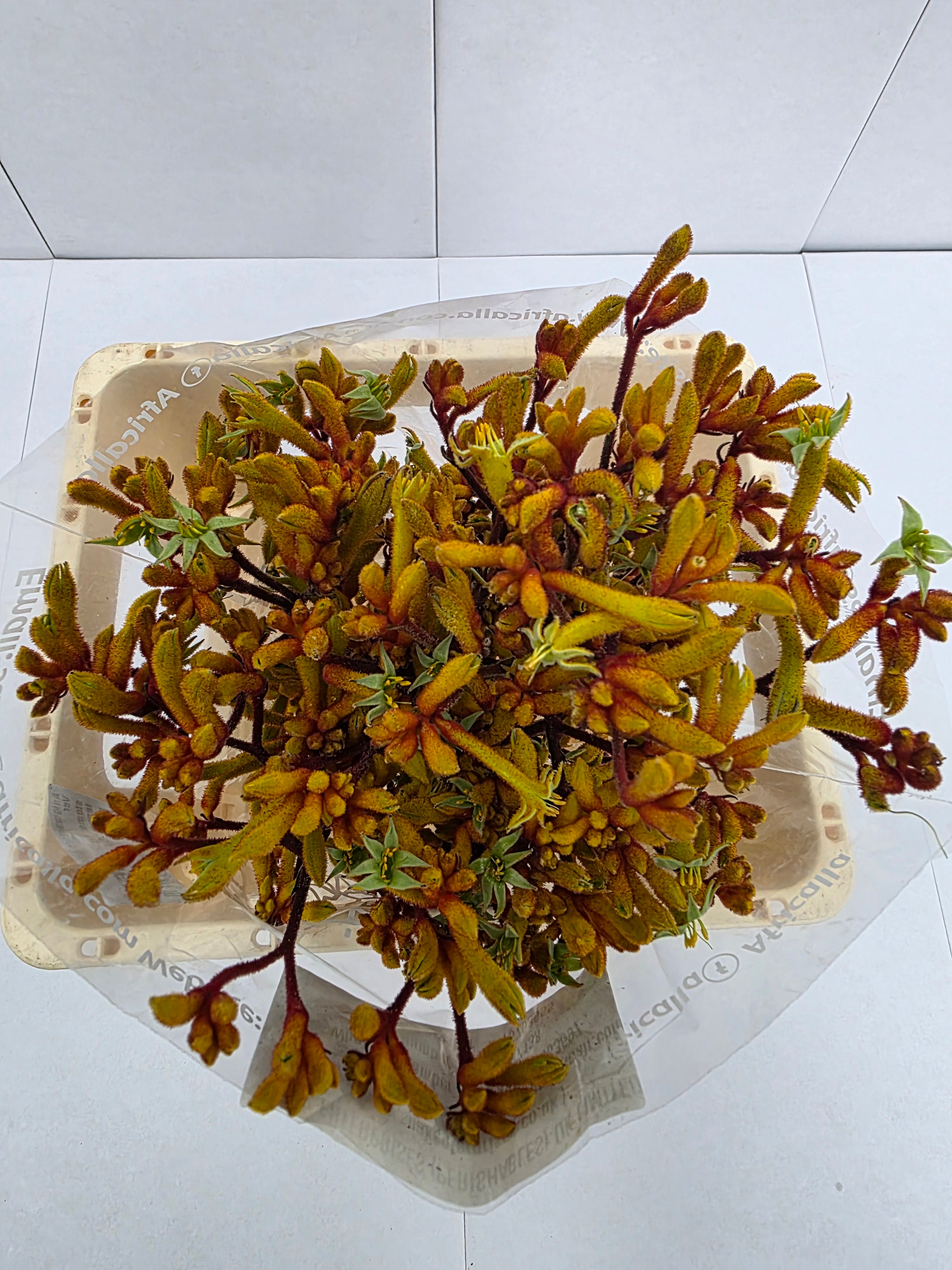 Farm Fresh Anigozanthos Gold Fever(Bunch of 20 Stems, Length 80cm)