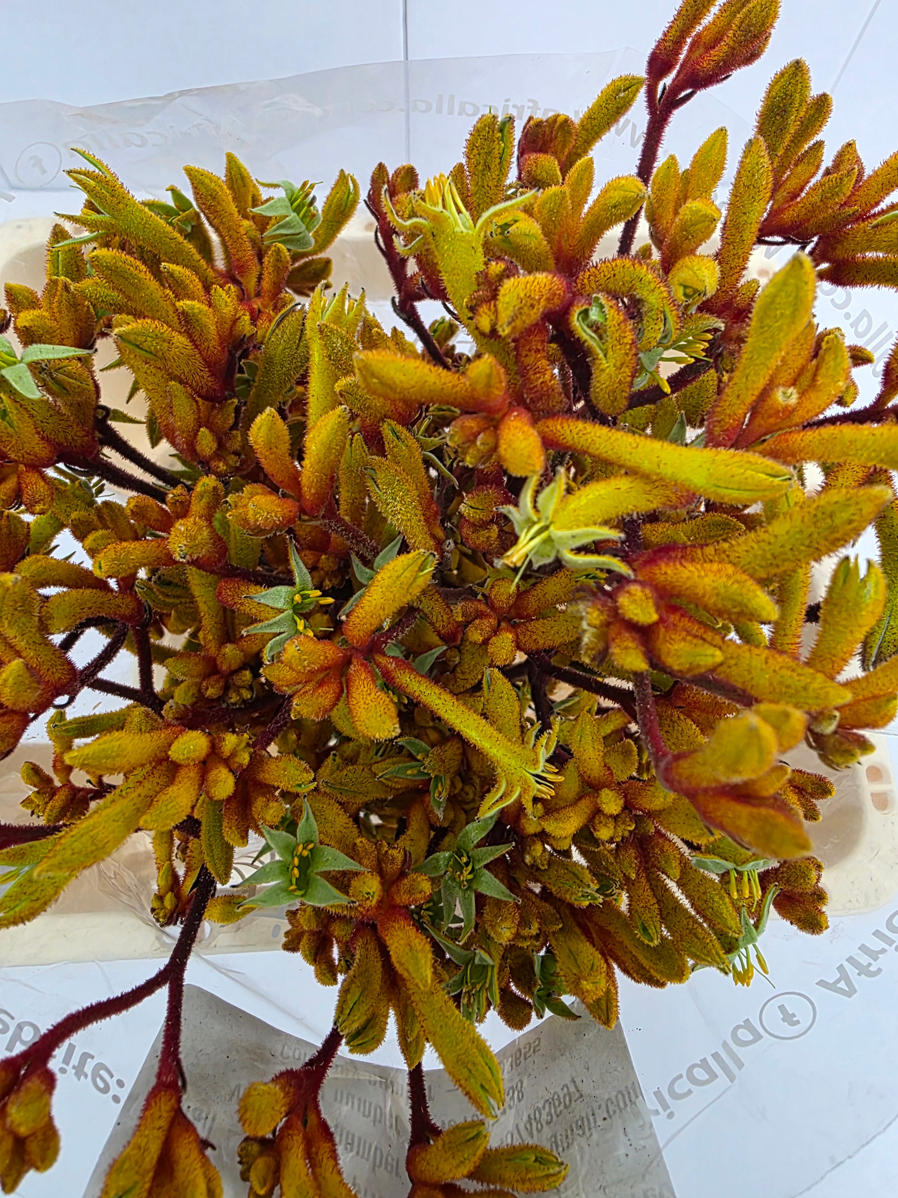 Farm Fresh Anigozanthos Gold Fever(Bunch of 20 Stems, Length 80cm)
