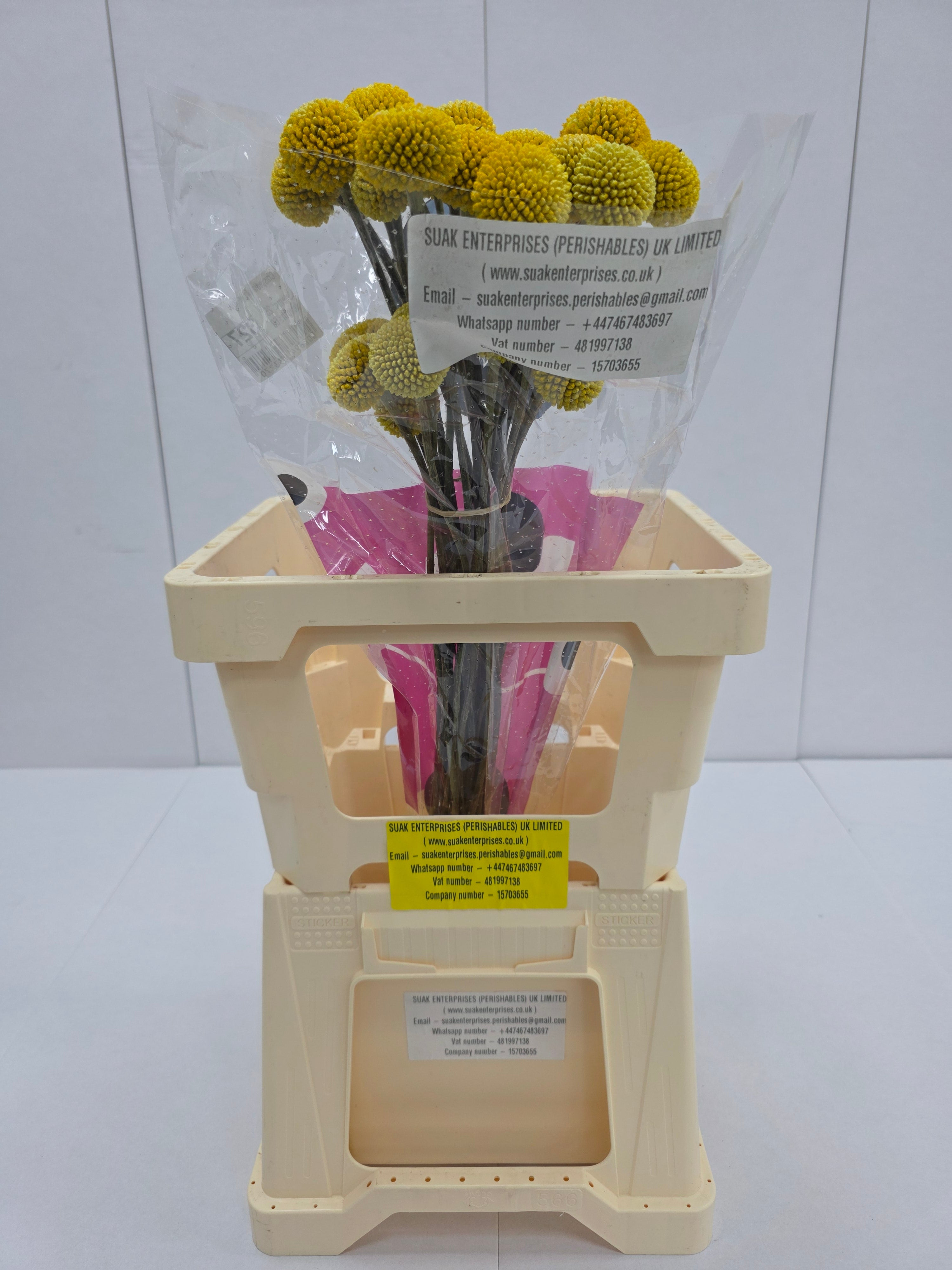 Farm Fresh Craspedia Big Yellow(Bunch of 50 Stems, Length 65cm)