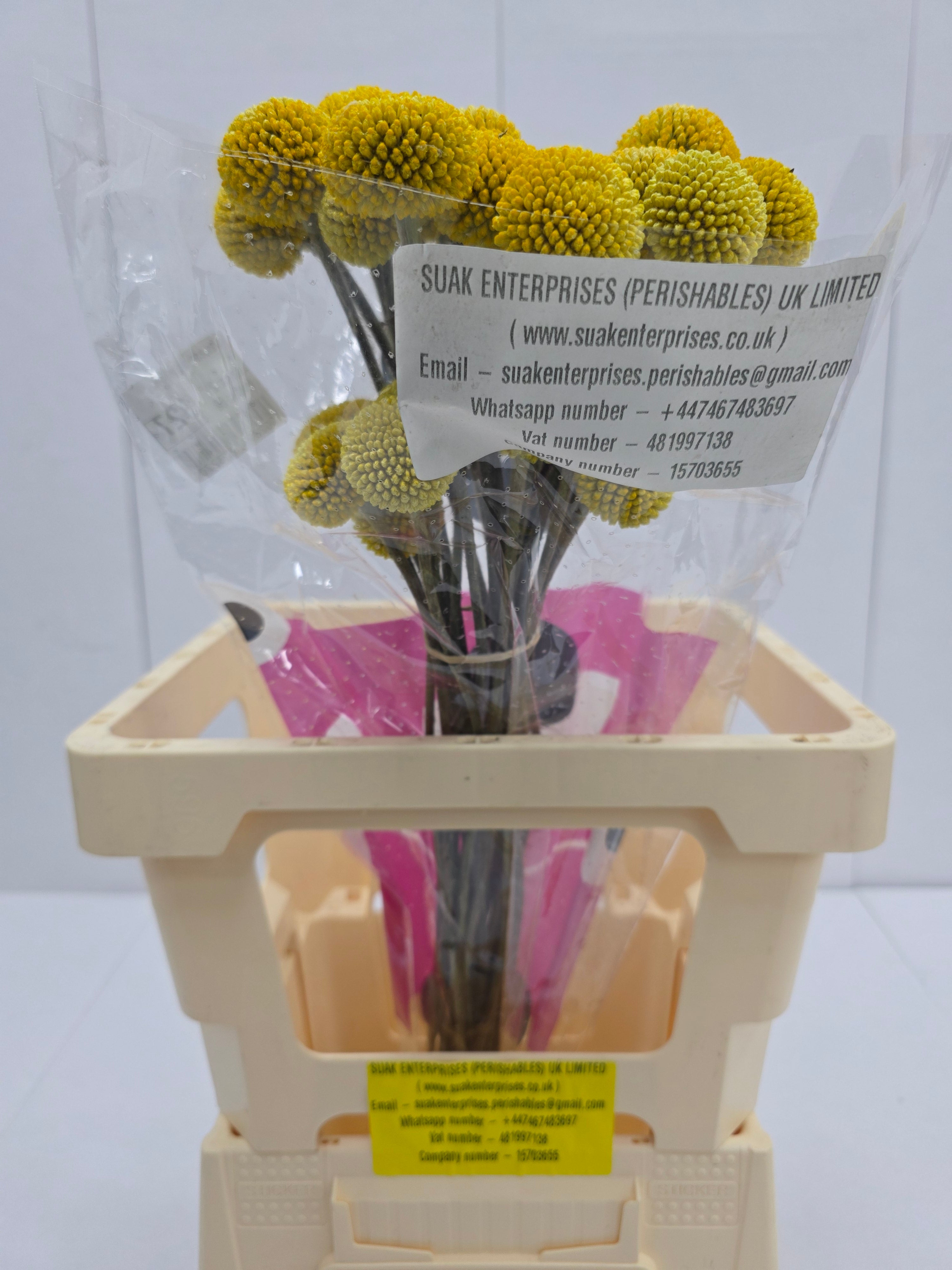 Farm Fresh Craspedia Big Yellow(Bunch of 50 Stems, Length 65cm)