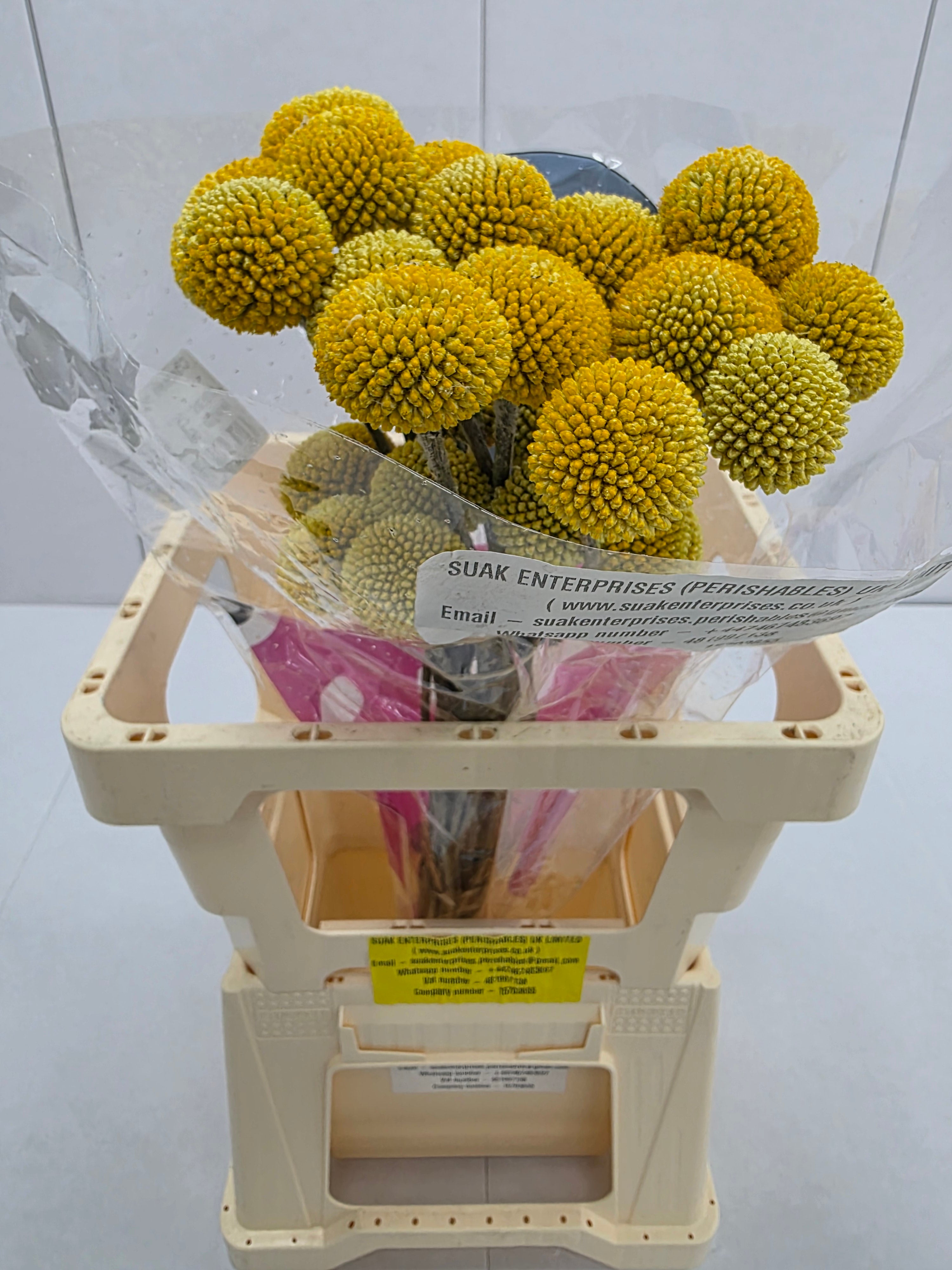 Farm Fresh Craspedia Big Yellow(Bunch of 50 Stems, Length 65cm)