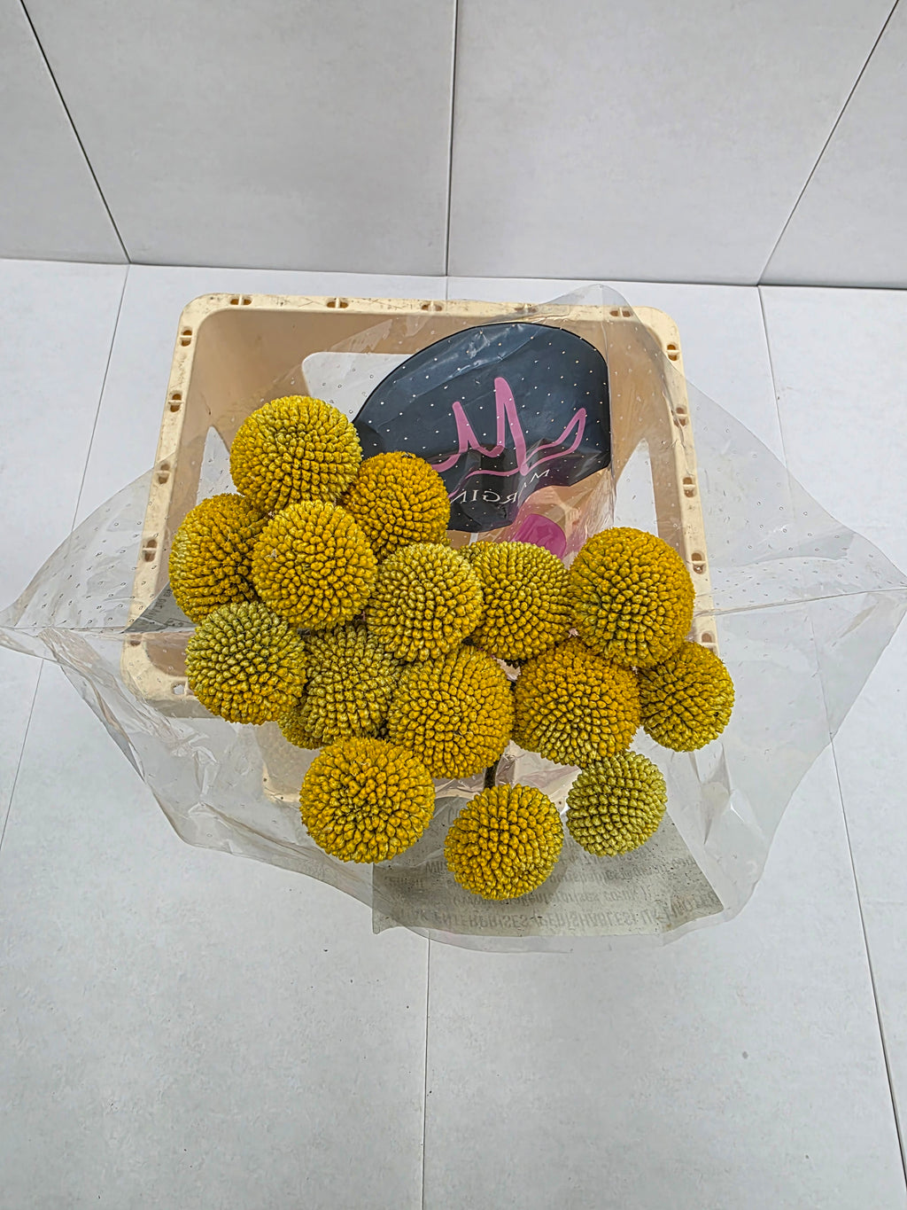 Farm Fresh Craspedia Big Yellow(Bunch of 50 Stems, Length 65cm)
