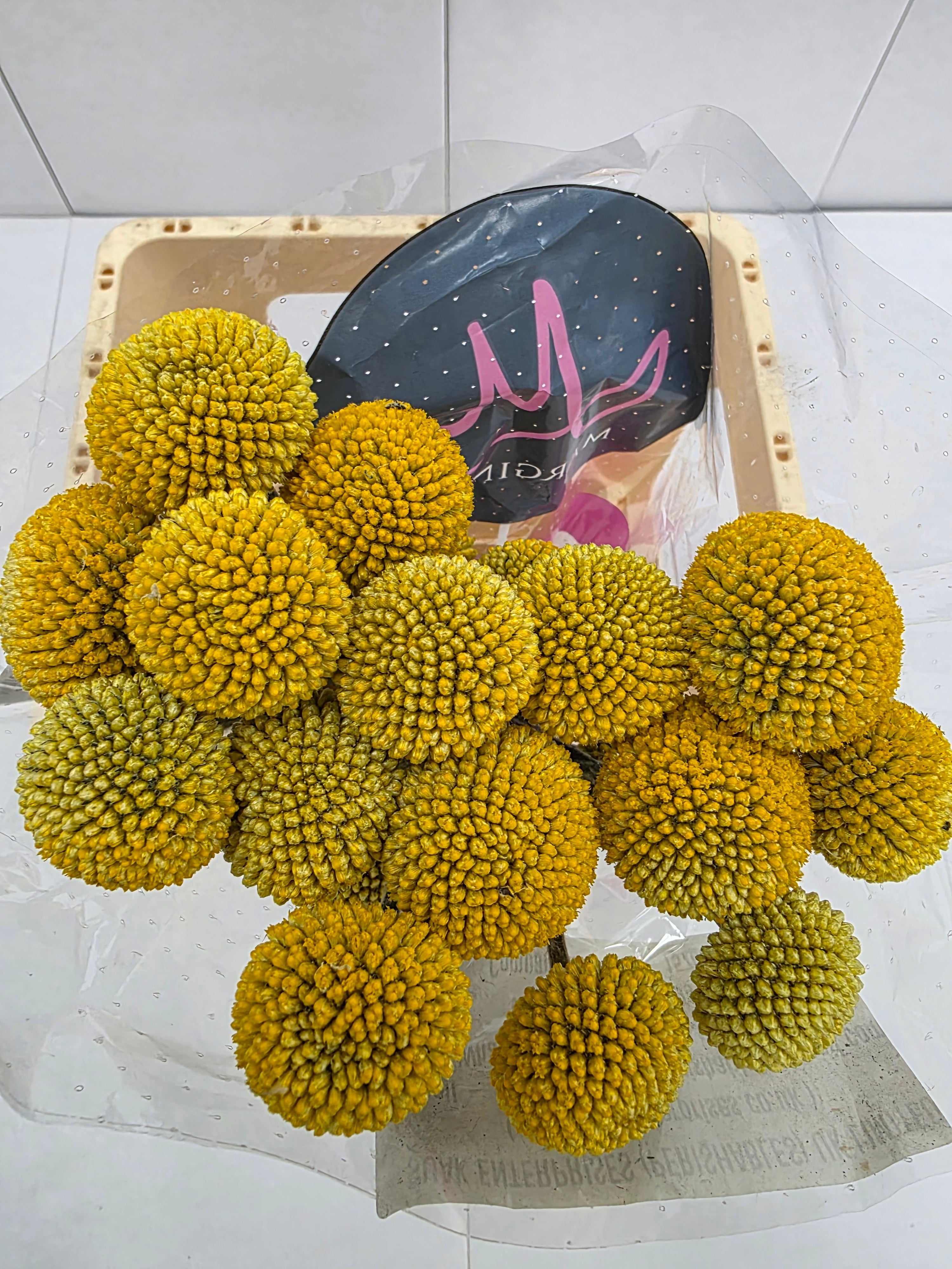 Farm Fresh Craspedia Big Yellow(Bunch of 50 Stems, Length 65cm)