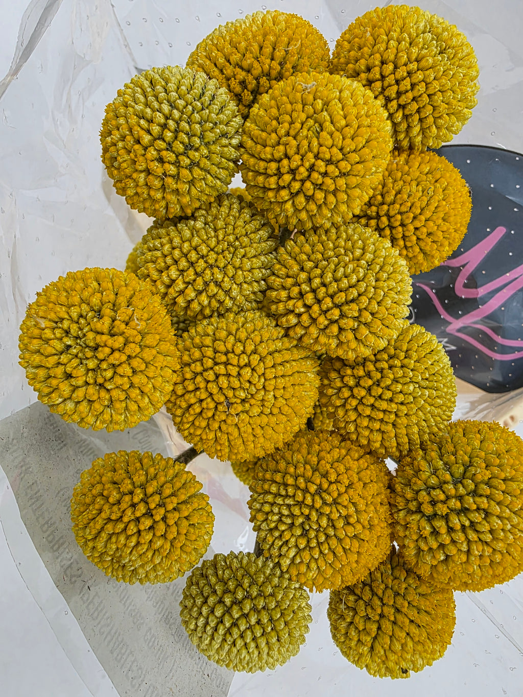 Farm Fresh Craspedia Big Yellow(Bunch of 50 Stems, Length 65cm)