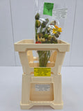 Farm Fresh Papaver Flowering Mixed Itali (Bunch of 25 Stems, Length 60cm)