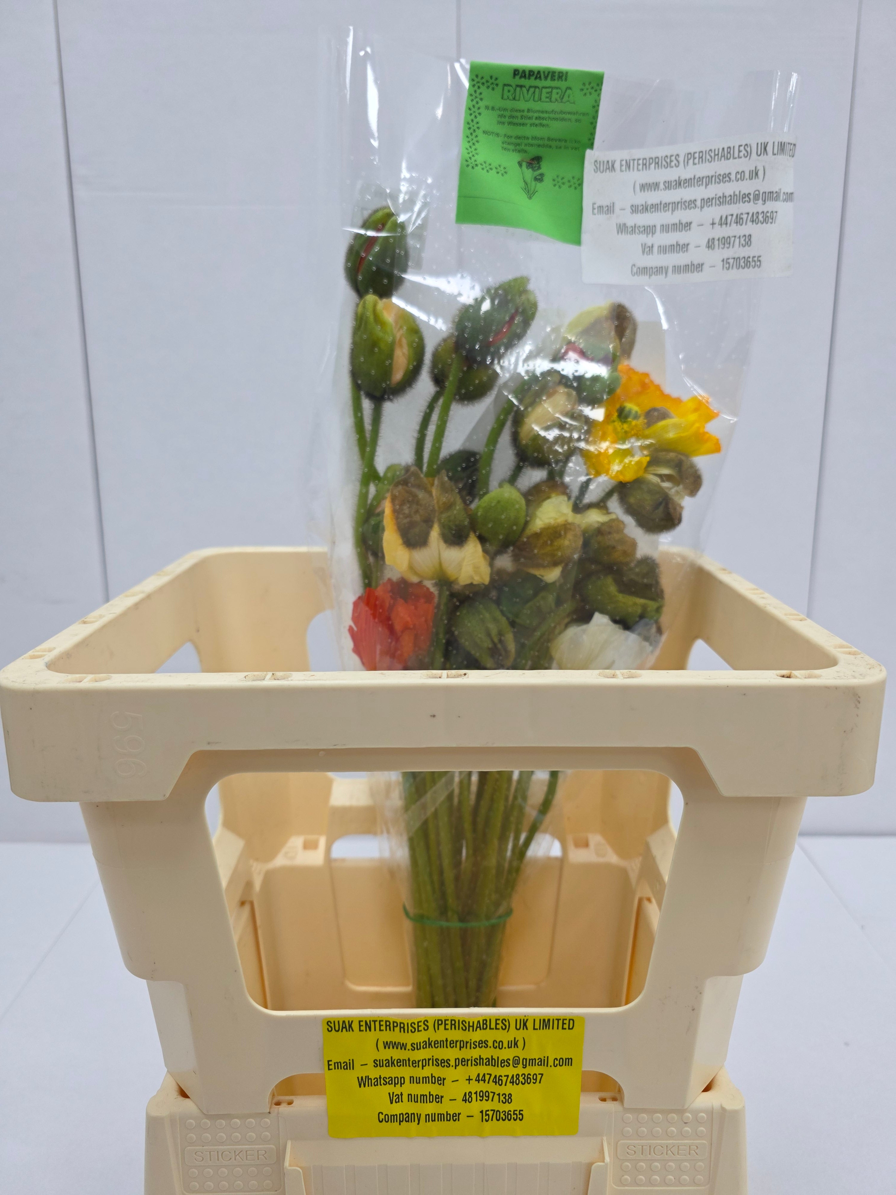 Farm Fresh Papaver Flowering Mixed Itali (Bunch of 25 Stems, Length 60cm)