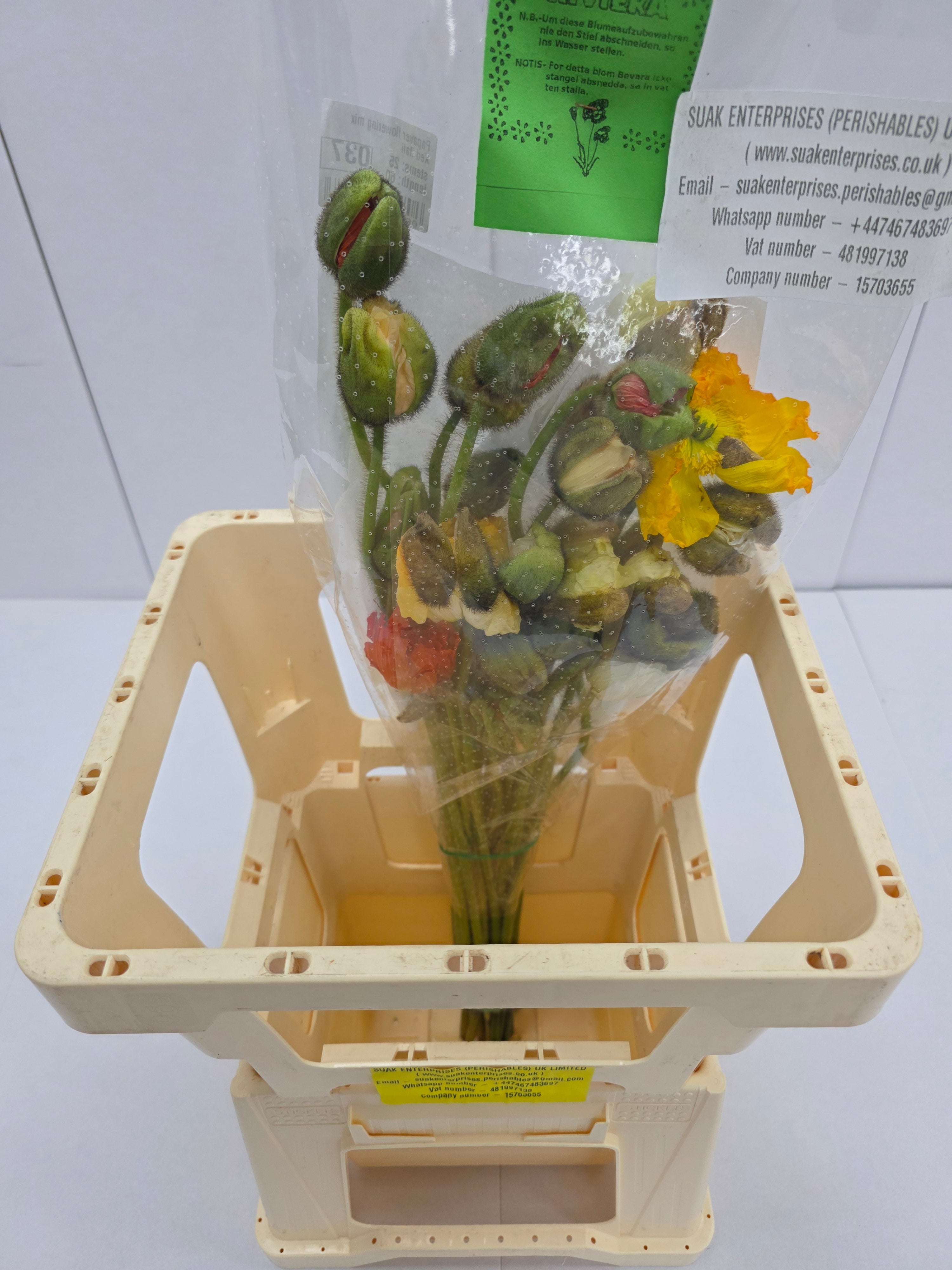 Farm Fresh Papaver Flowering Mixed Itali (Bunch of 25 Stems, Length 60cm)