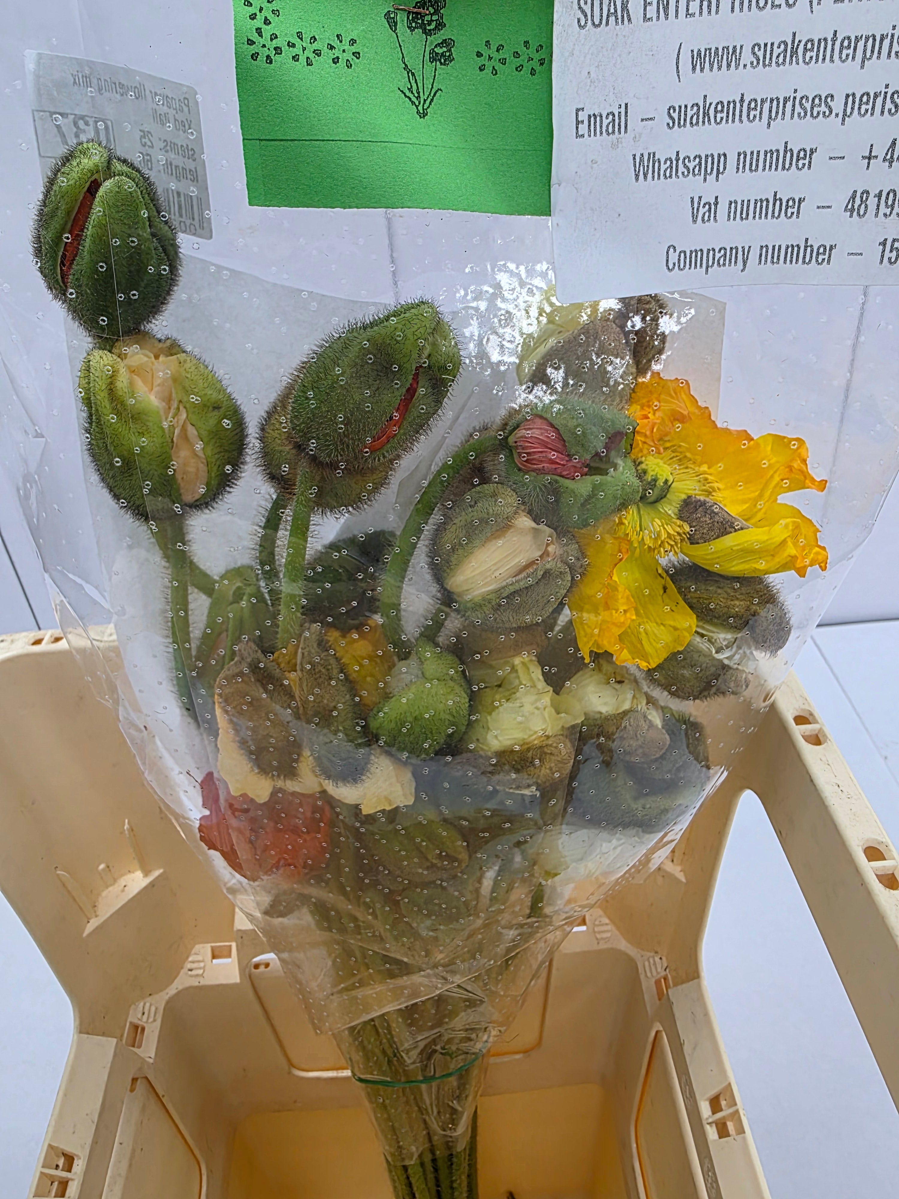 Farm Fresh Papaver Flowering Mixed Itali (Bunch of 25 Stems, Length 60cm)