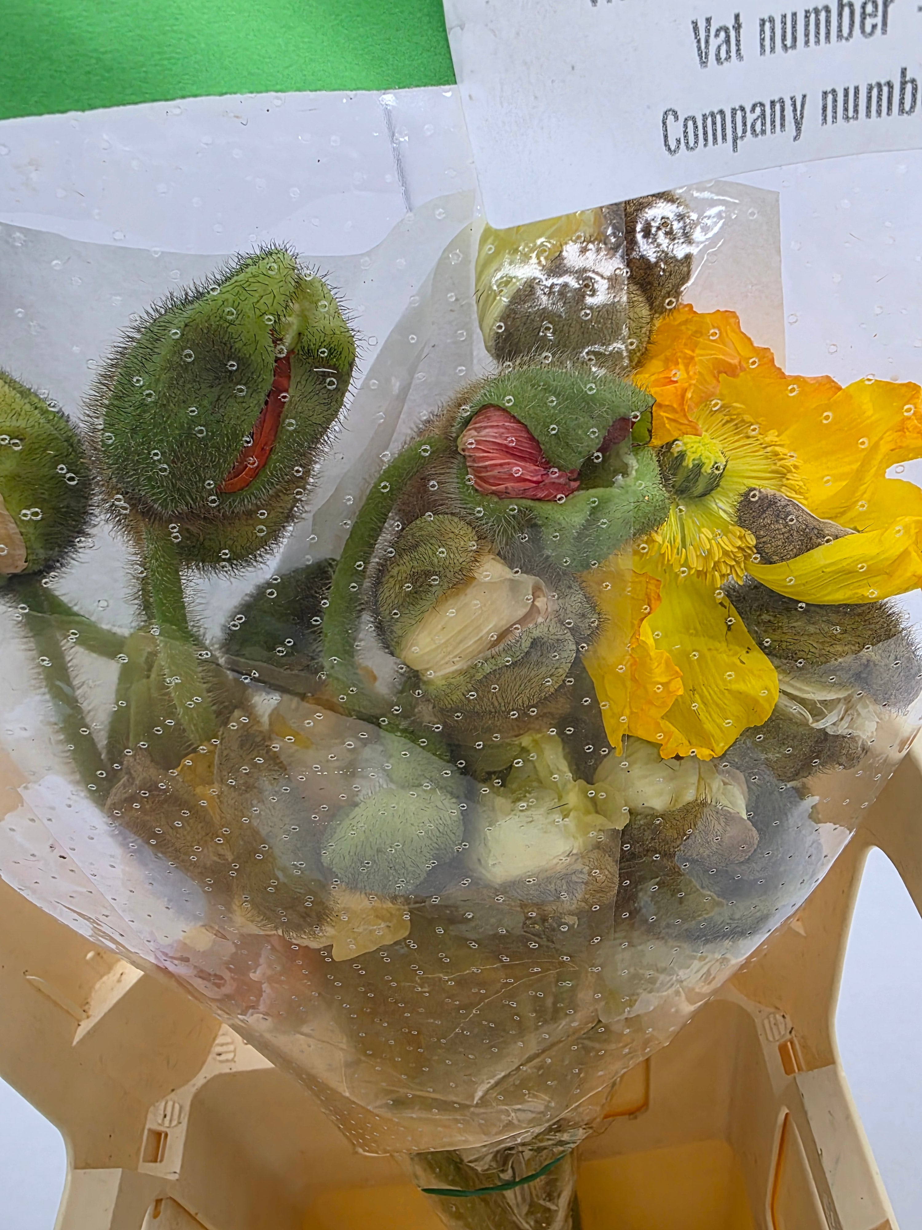 Farm Fresh Papaver Flowering Mixed Itali (Bunch of 25 Stems, Length 60cm)