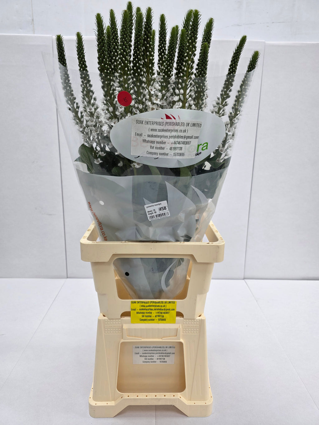 Farm Fresh Lysimachia Moonlight (Bunch of 20 Stems, Length 80cm)
