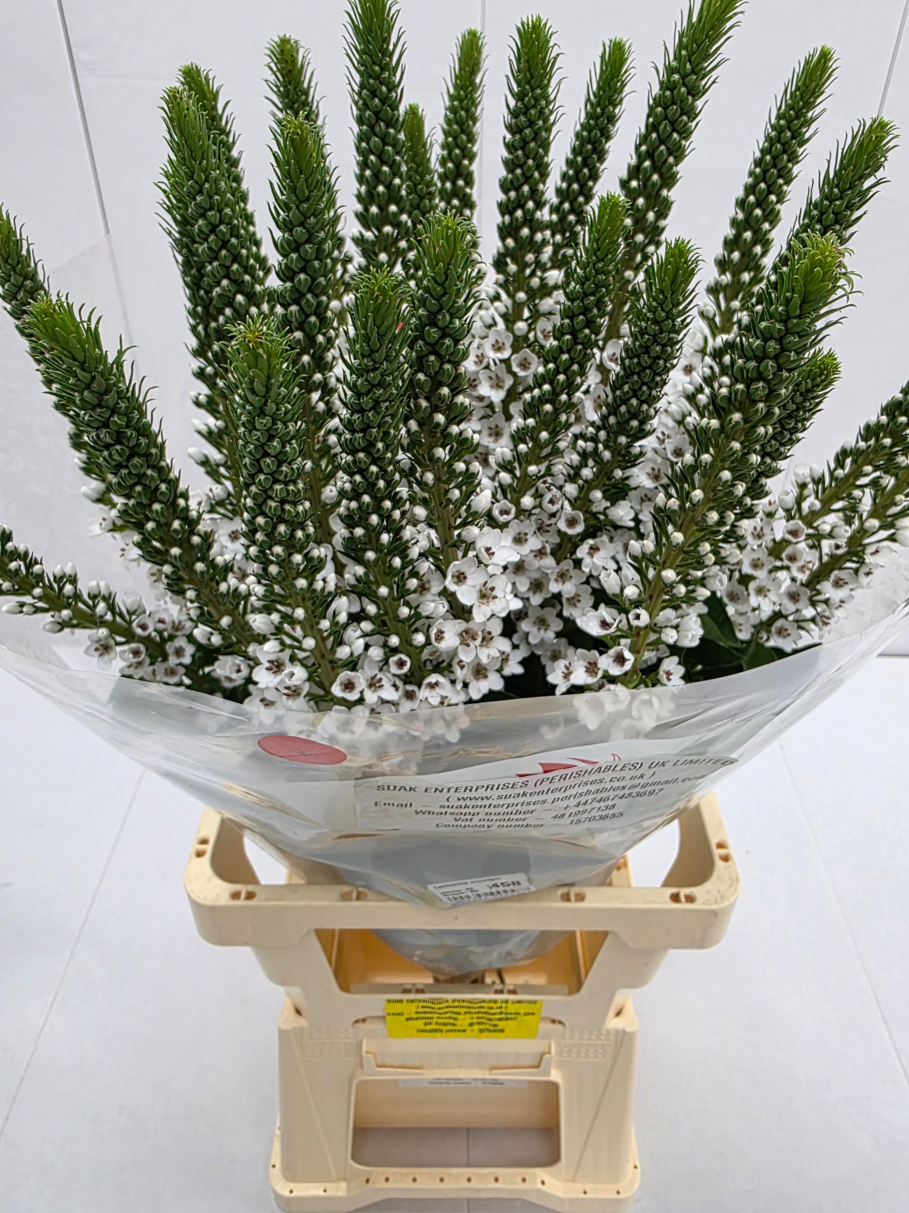 Farm Fresh Lysimachia Moonlight (Bunch of 20 Stems, Length 80cm)