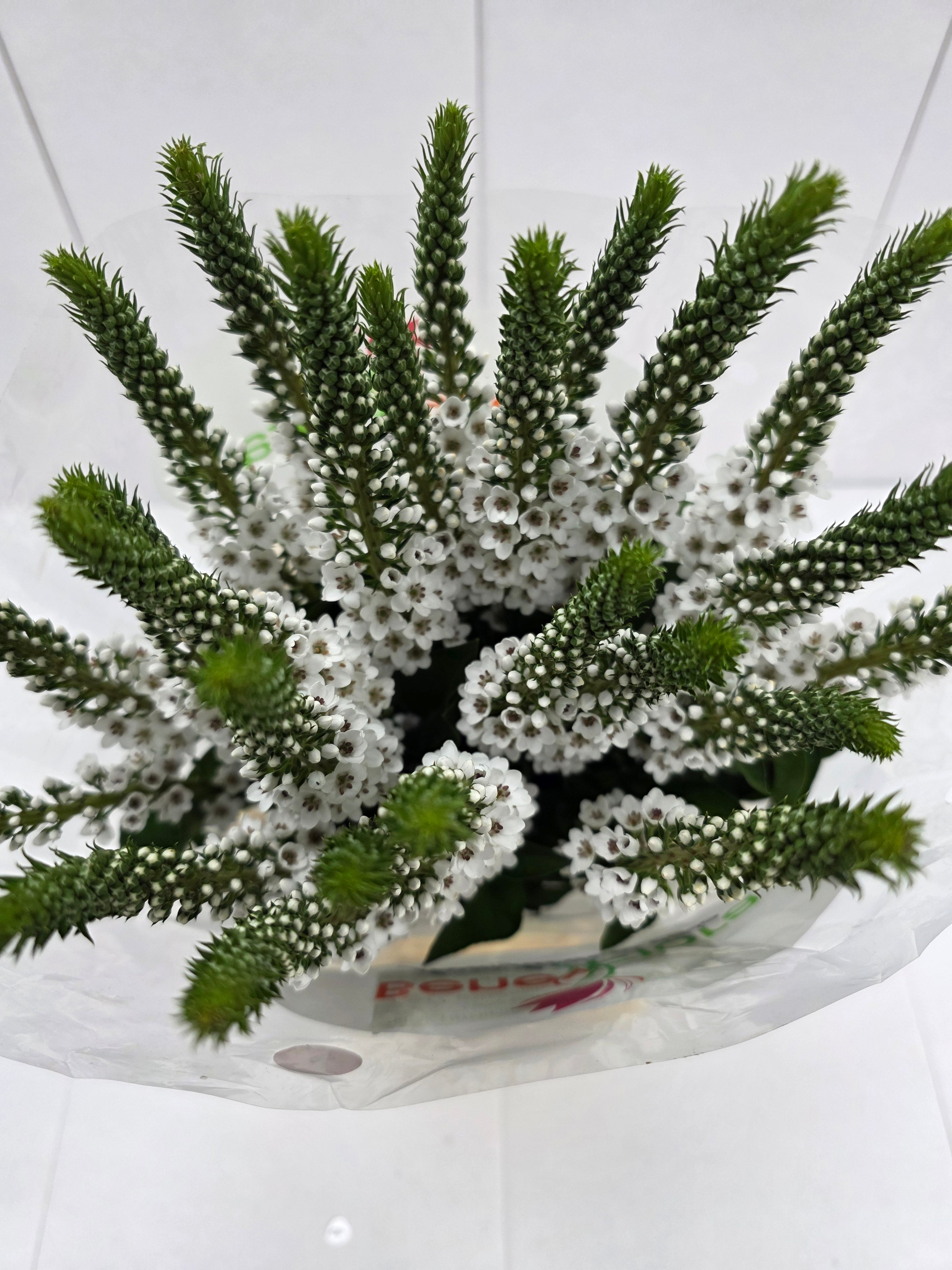 Farm Fresh Lysimachia Moonlight (Bunch of 20 Stems, Length 80cm)