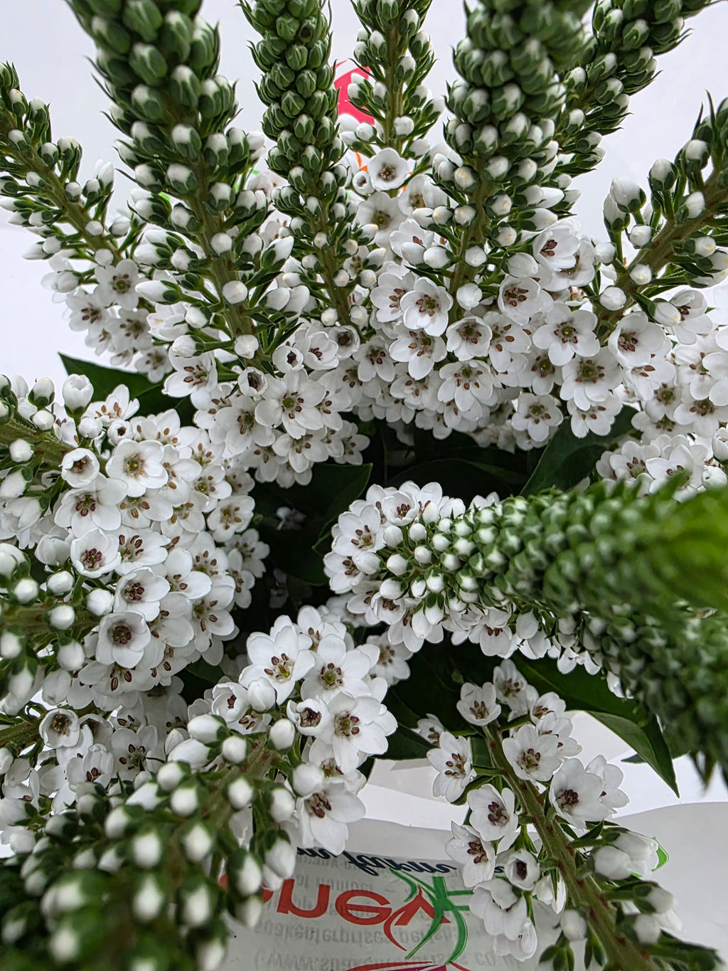 Farm Fresh Lysimachia Moonlight (Bunch of 20 Stems, Length 80cm)