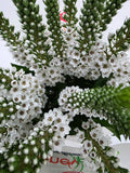 Farm Fresh Lysimachia Moonlight (Bunch of 20 Stems, Length 80cm)