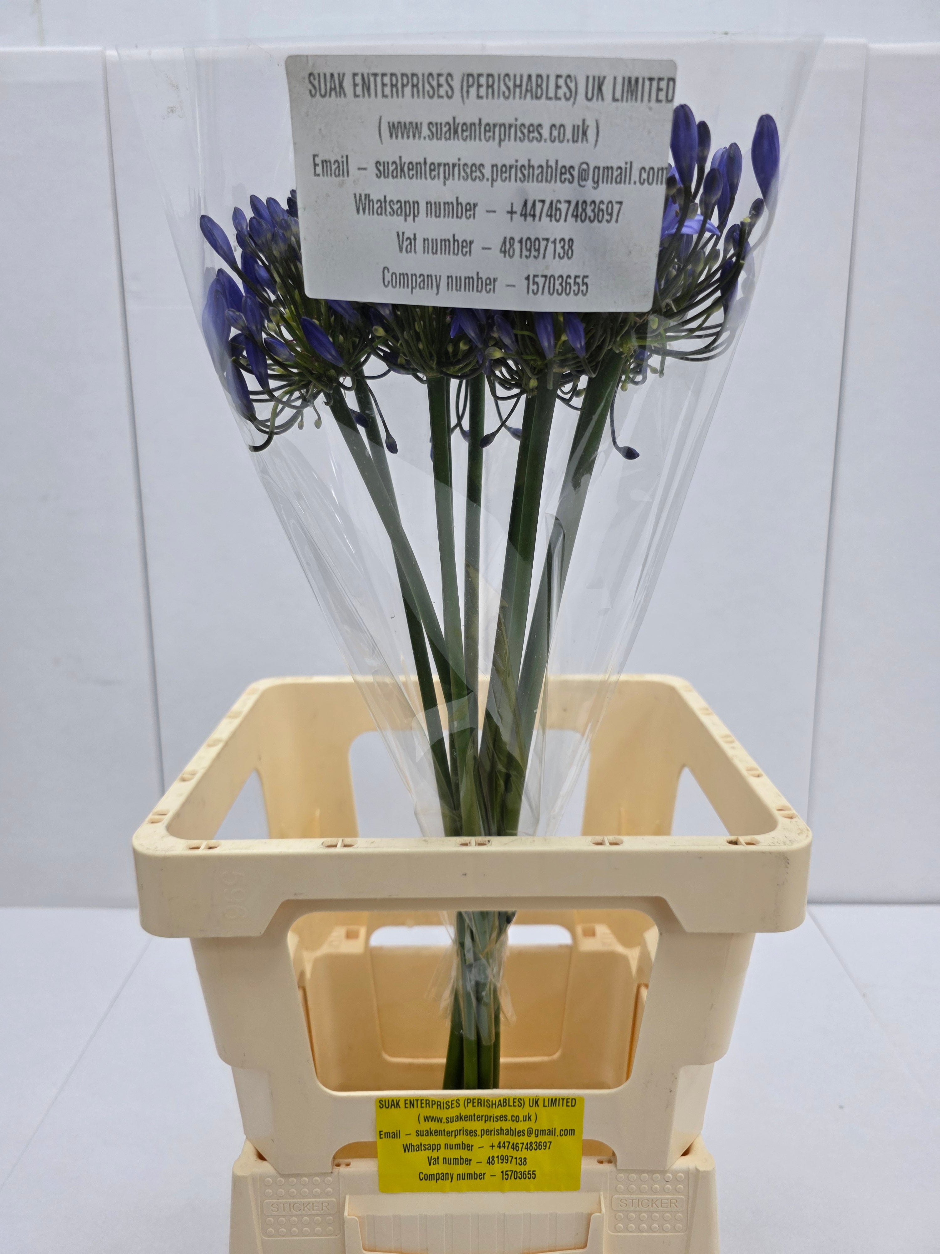 Farm Fresh Agapanthus Uri(Bunch of 10 Stems, Length 60cm)