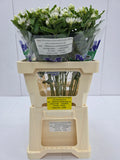 Farm Fresh Oxypetalum Coeruleum White(Bunch of 25 Stems, Length 60cm)