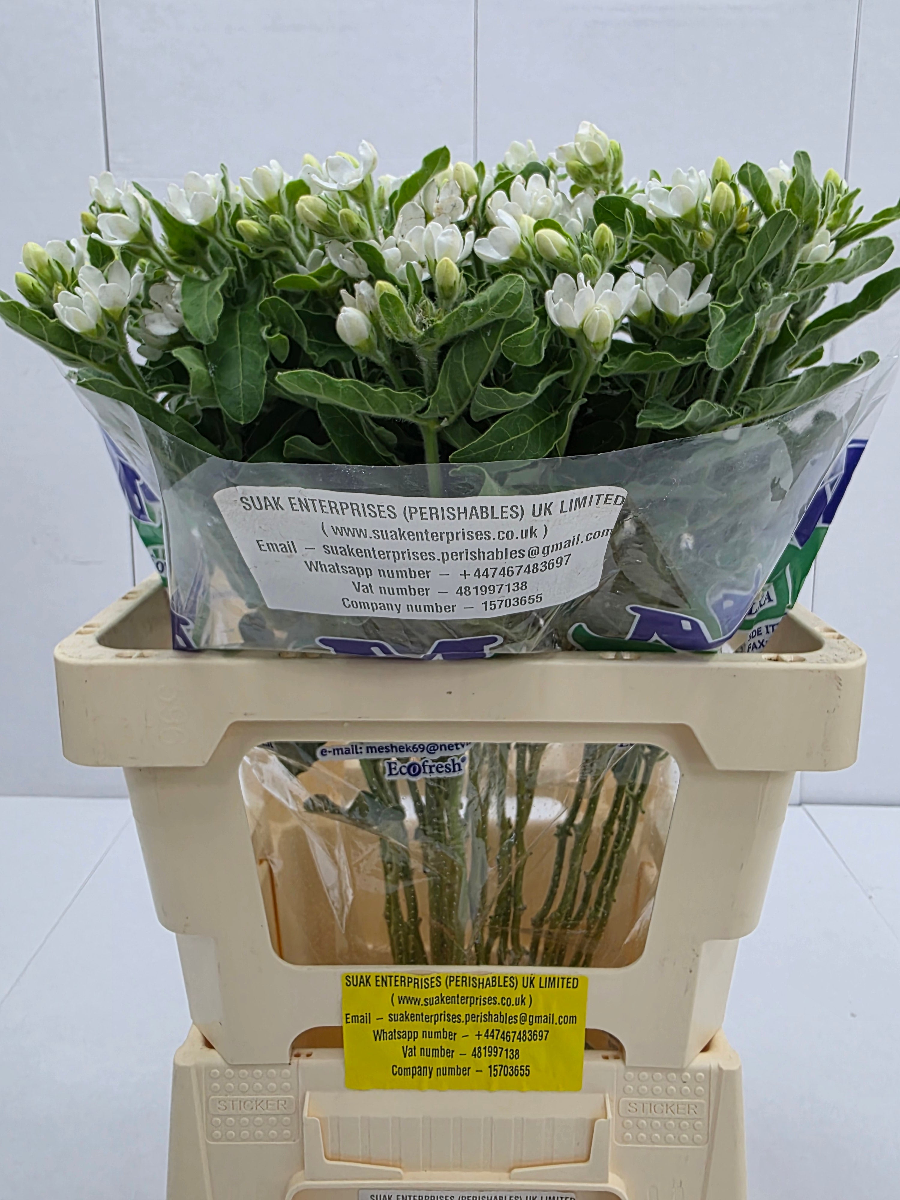 Farm Fresh Oxypetalum Coeruleum White(Bunch of 25 Stems, Length 60cm)