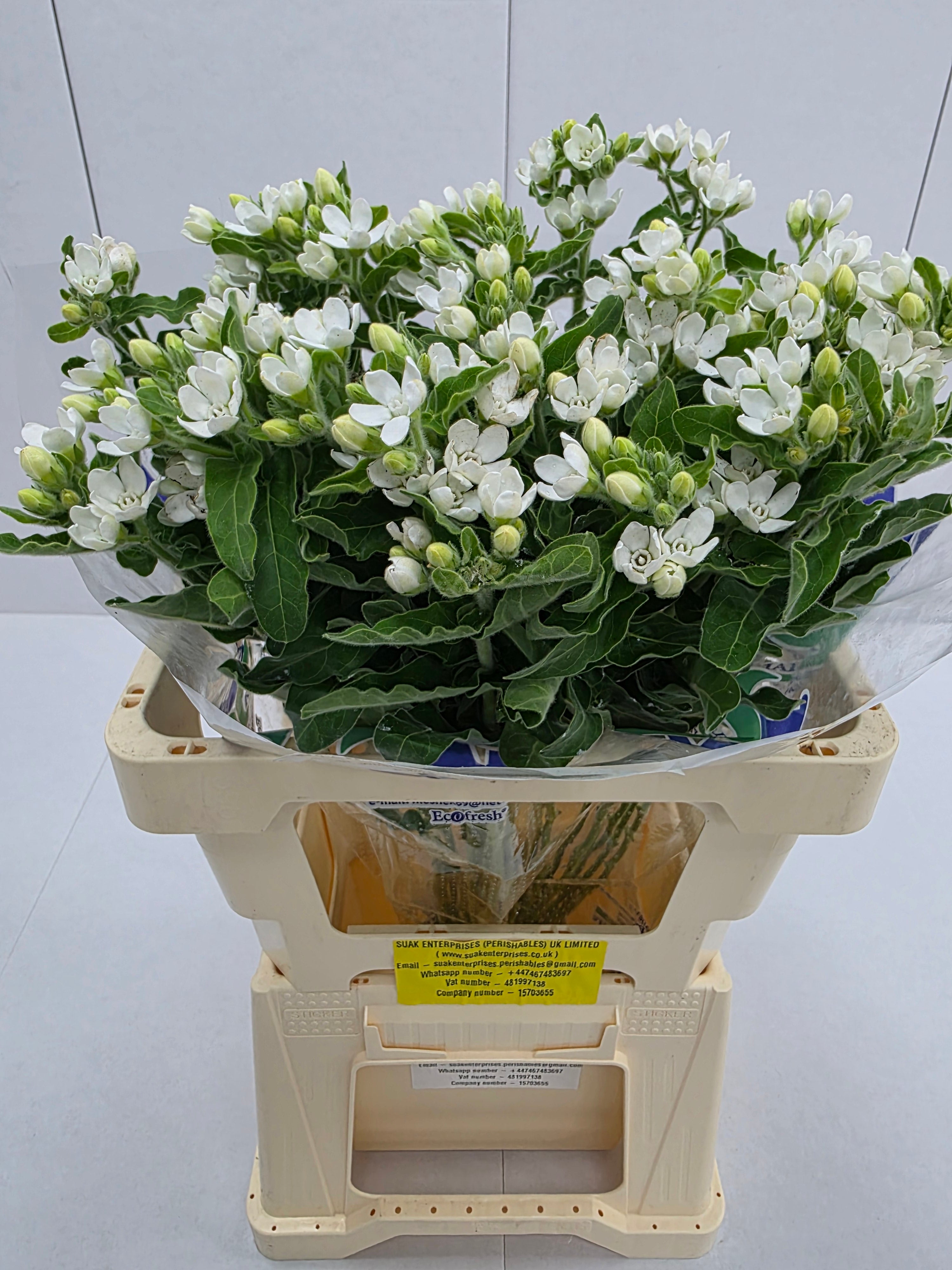 Farm Fresh Oxypetalum Coeruleum White(Bunch of 25 Stems, Length 60cm)