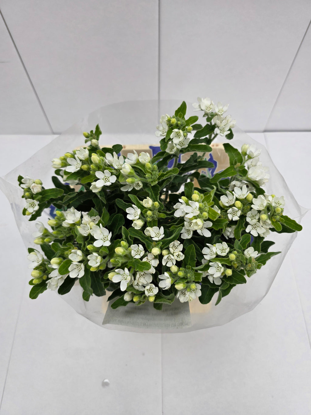 Farm Fresh Oxypetalum Coeruleum White(Bunch of 25 Stems, Length 60cm)