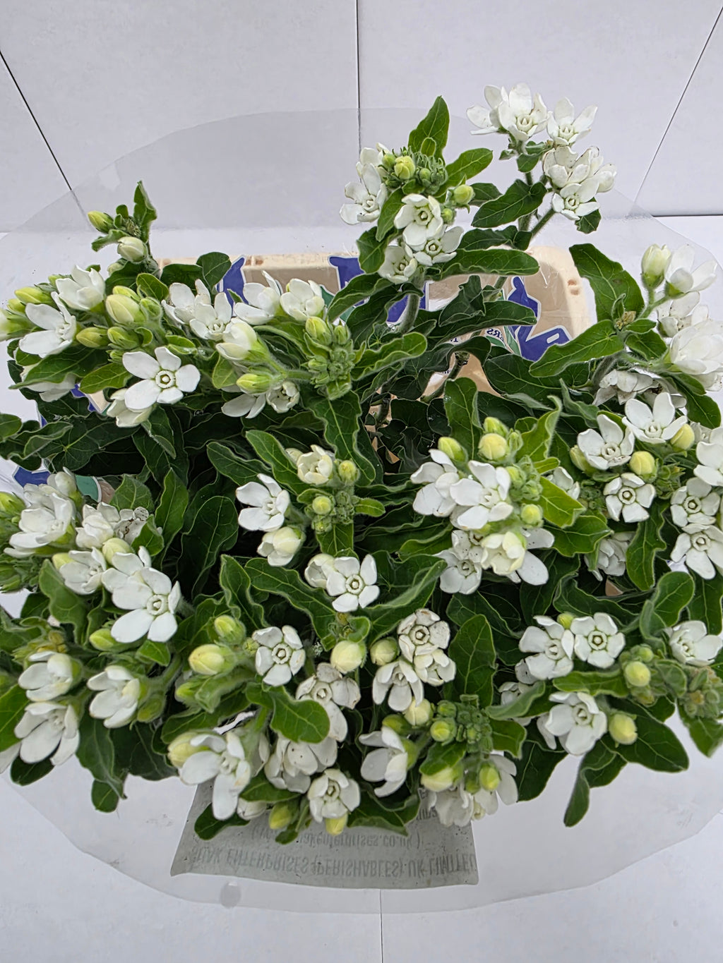 Farm Fresh Oxypetalum Coeruleum White(Bunch of 25 Stems, Length 60cm)