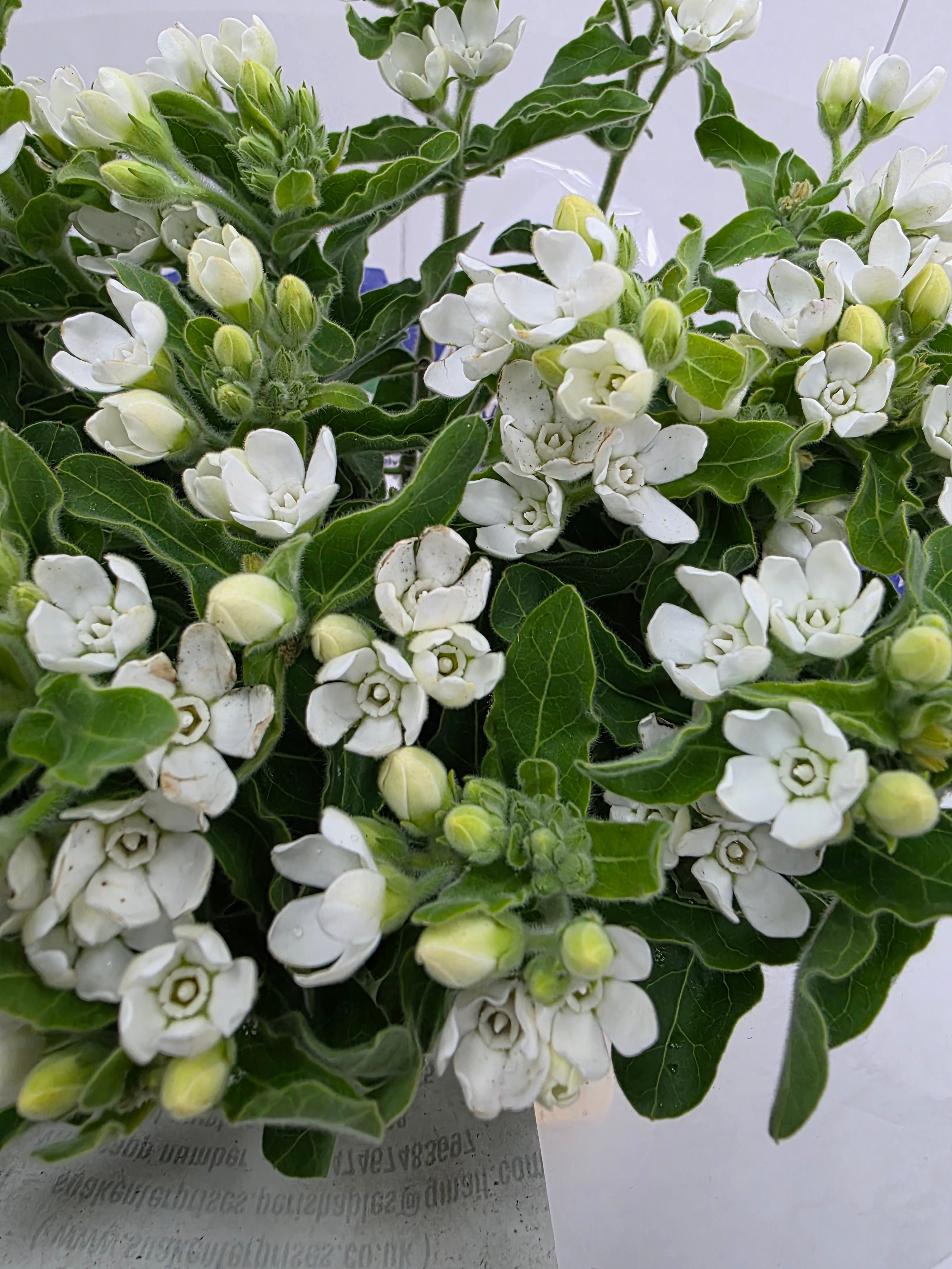 Farm Fresh Oxypetalum Coeruleum White(Bunch of 25 Stems, Length 60cm)