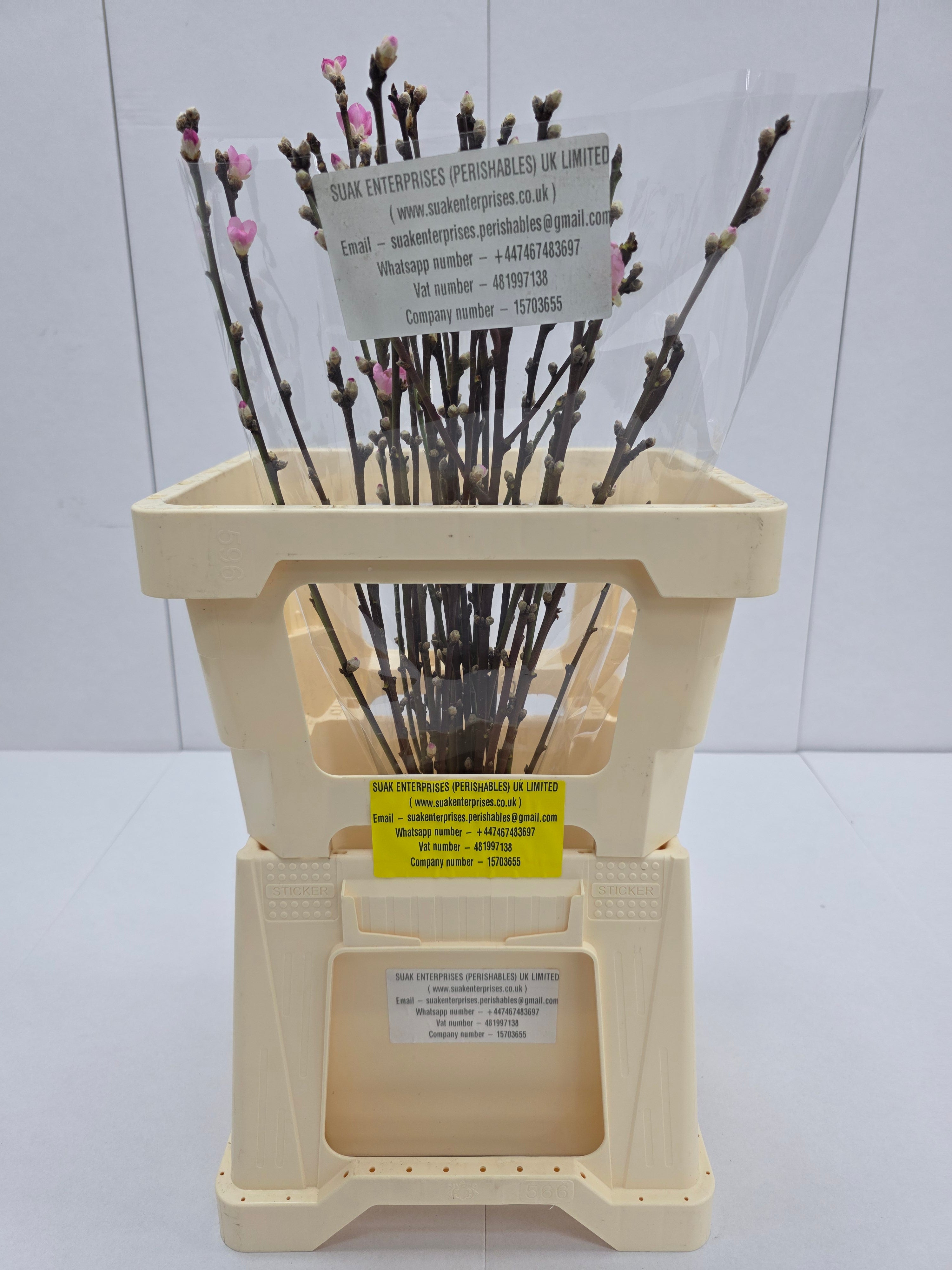 Farm Fresh Prunus Pink  (Bunch of 30 Stems, Length 100cm)
