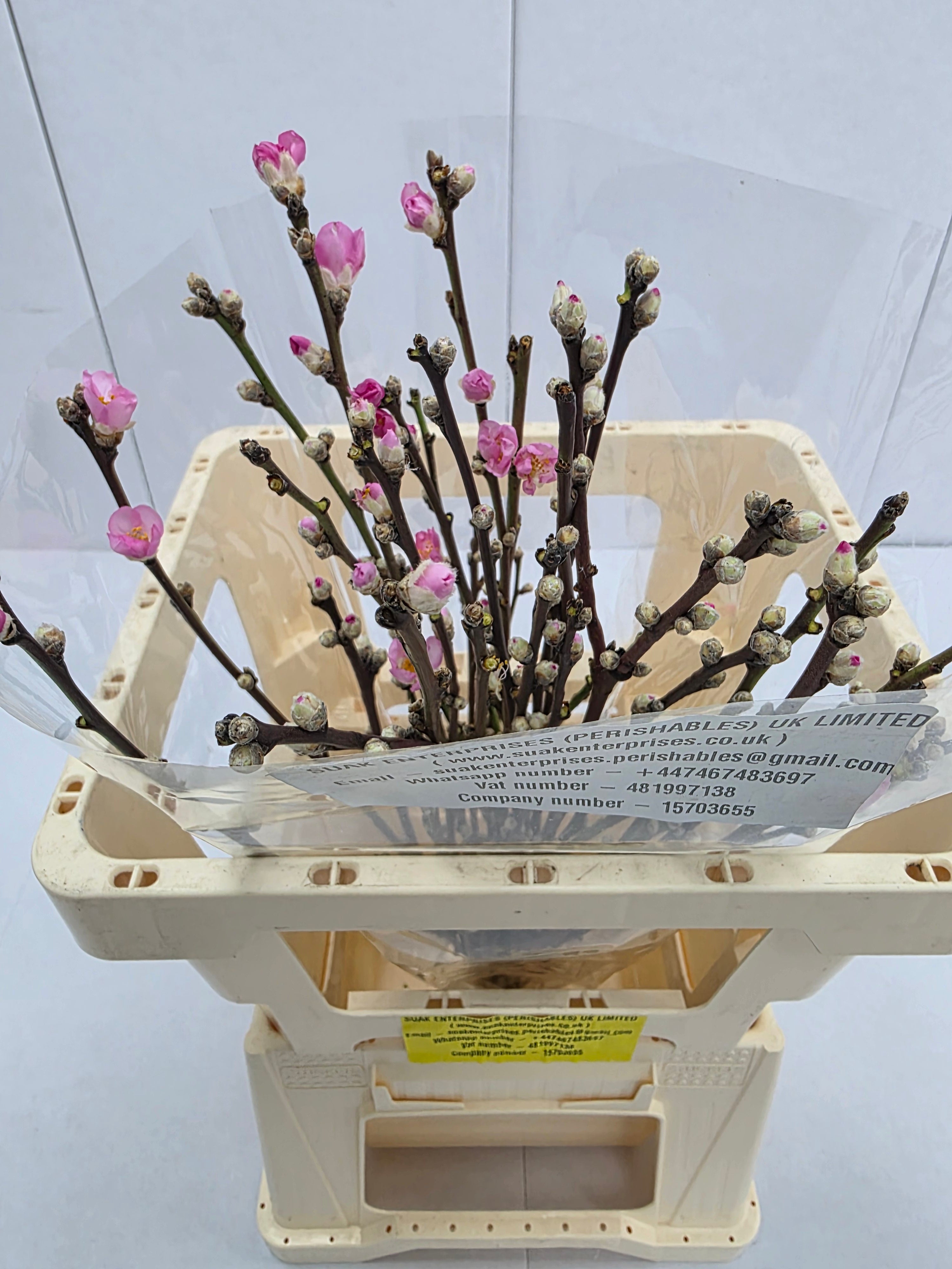 Farm Fresh Prunus Pink  (Bunch of 30 Stems, Length 100cm)