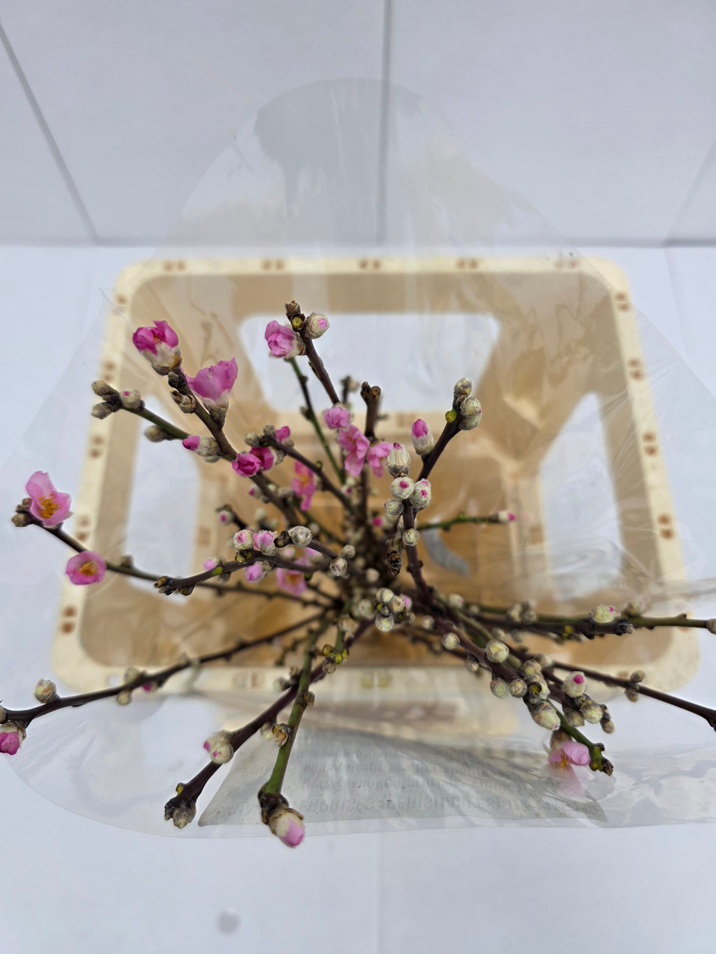 Farm Fresh Prunus Pink  (Bunch of 30 Stems, Length 100cm)