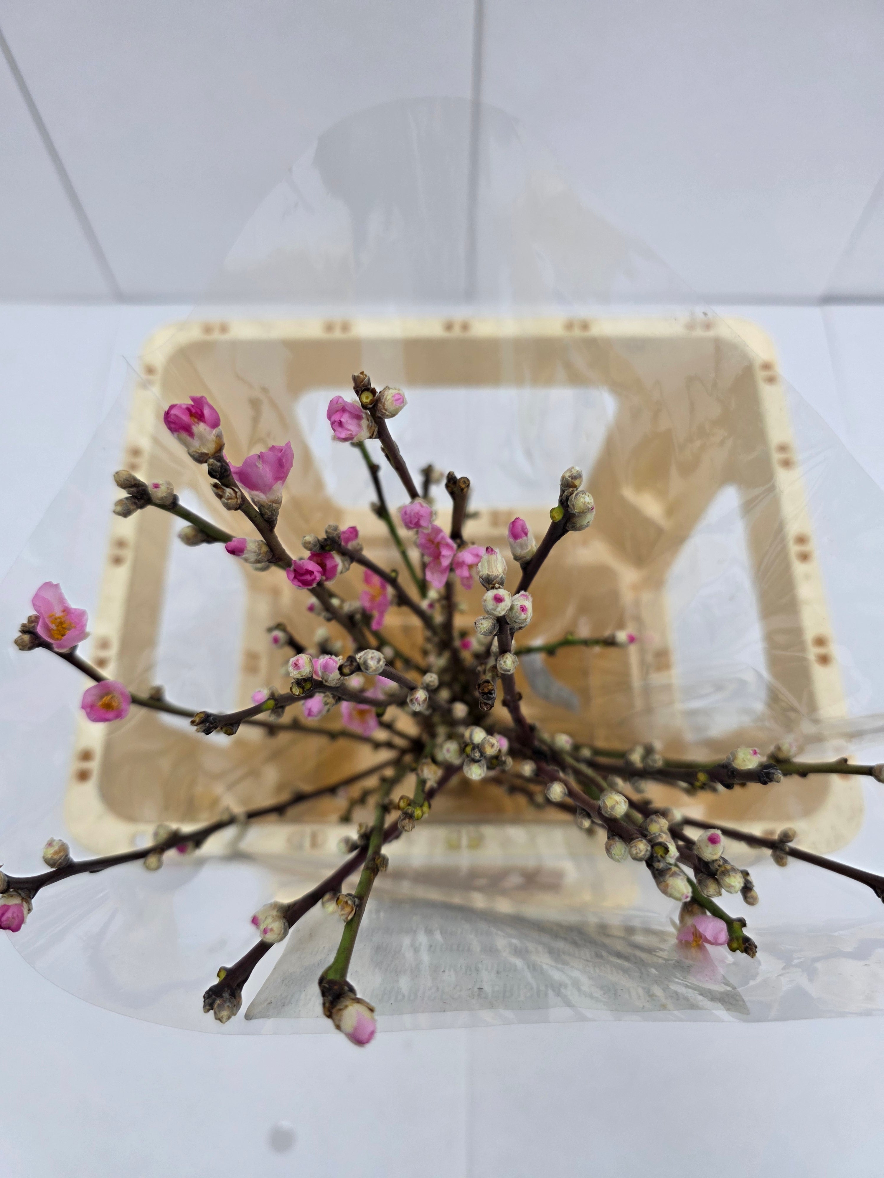 Farm Fresh Prunus Pink  (Bunch of 30 Stems, Length 100cm)