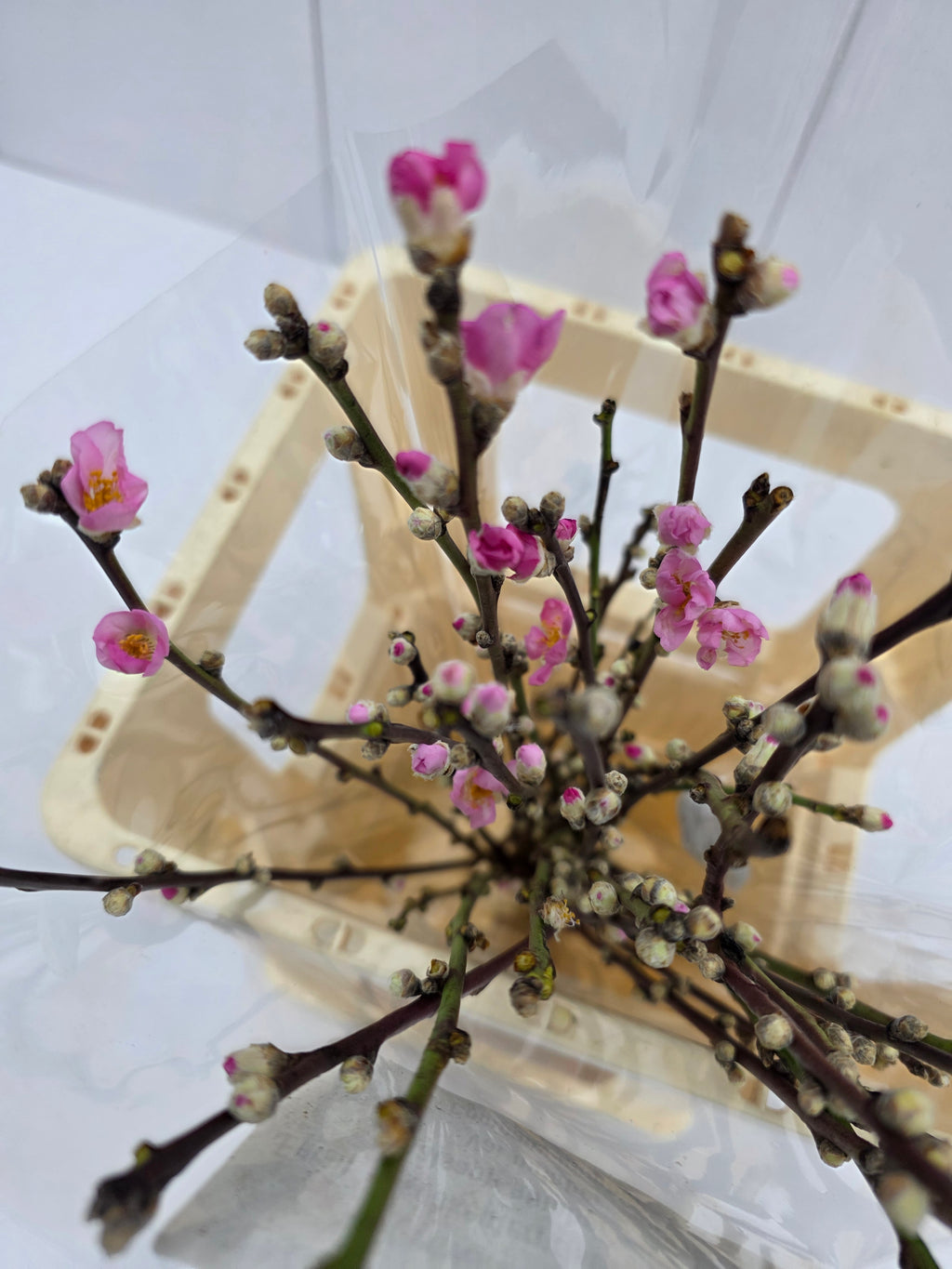 Farm Fresh Prunus Pink  (Bunch of 30 Stems, Length 100cm)