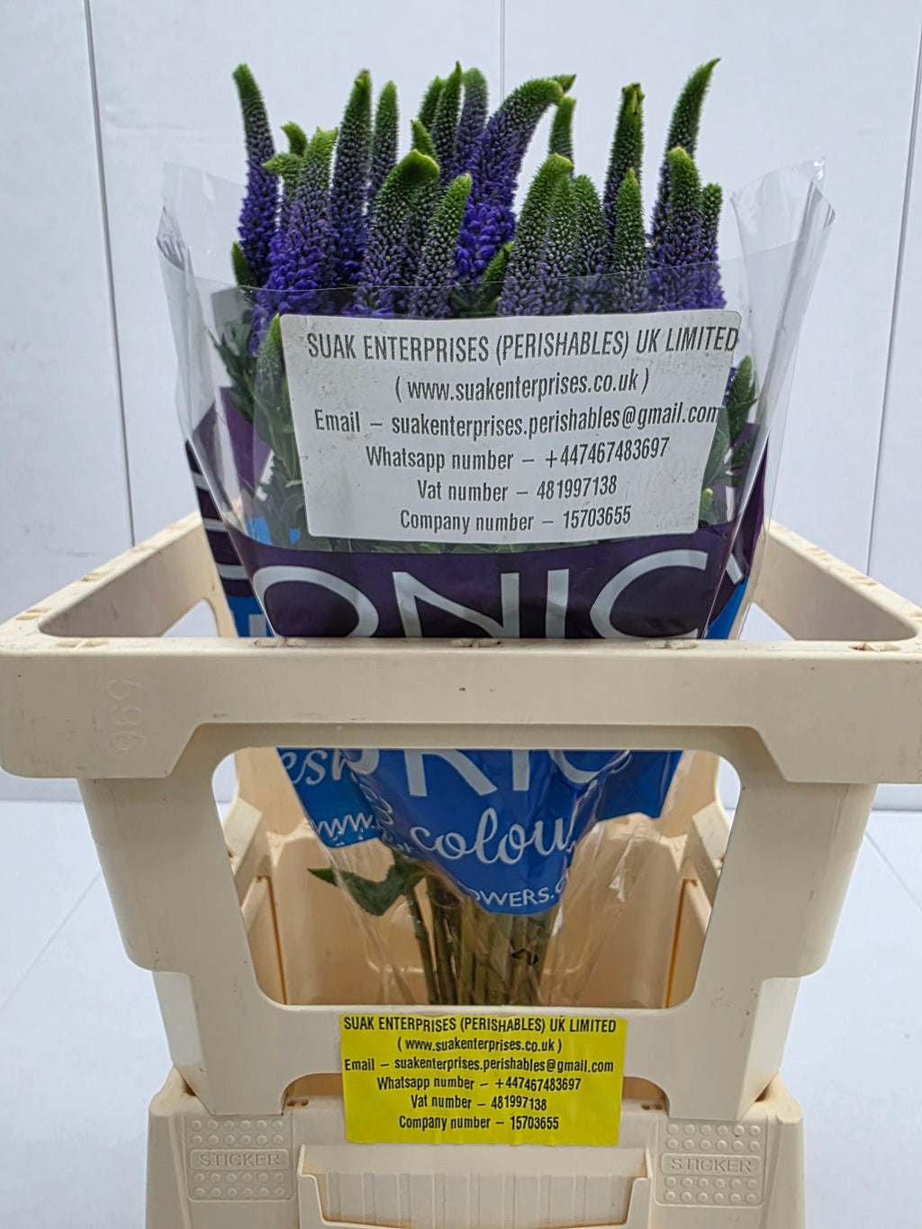 Farm Fresh Veronica Diana (Bunch of 25 stems, Length 60cm)