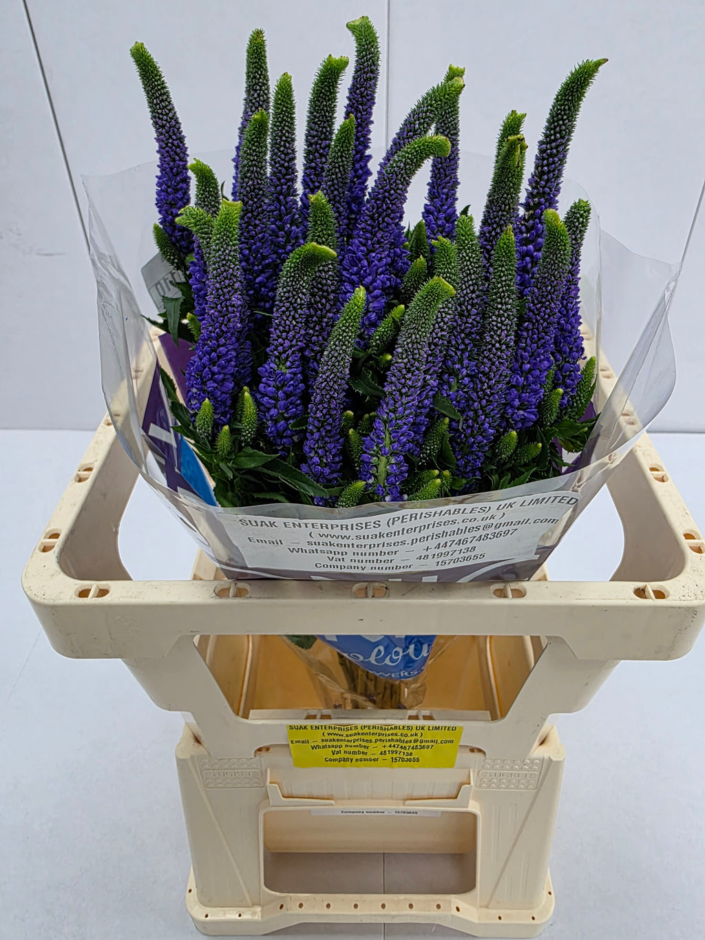 Farm Fresh Veronica Diana (Bunch of 25 stems, Length 60cm)