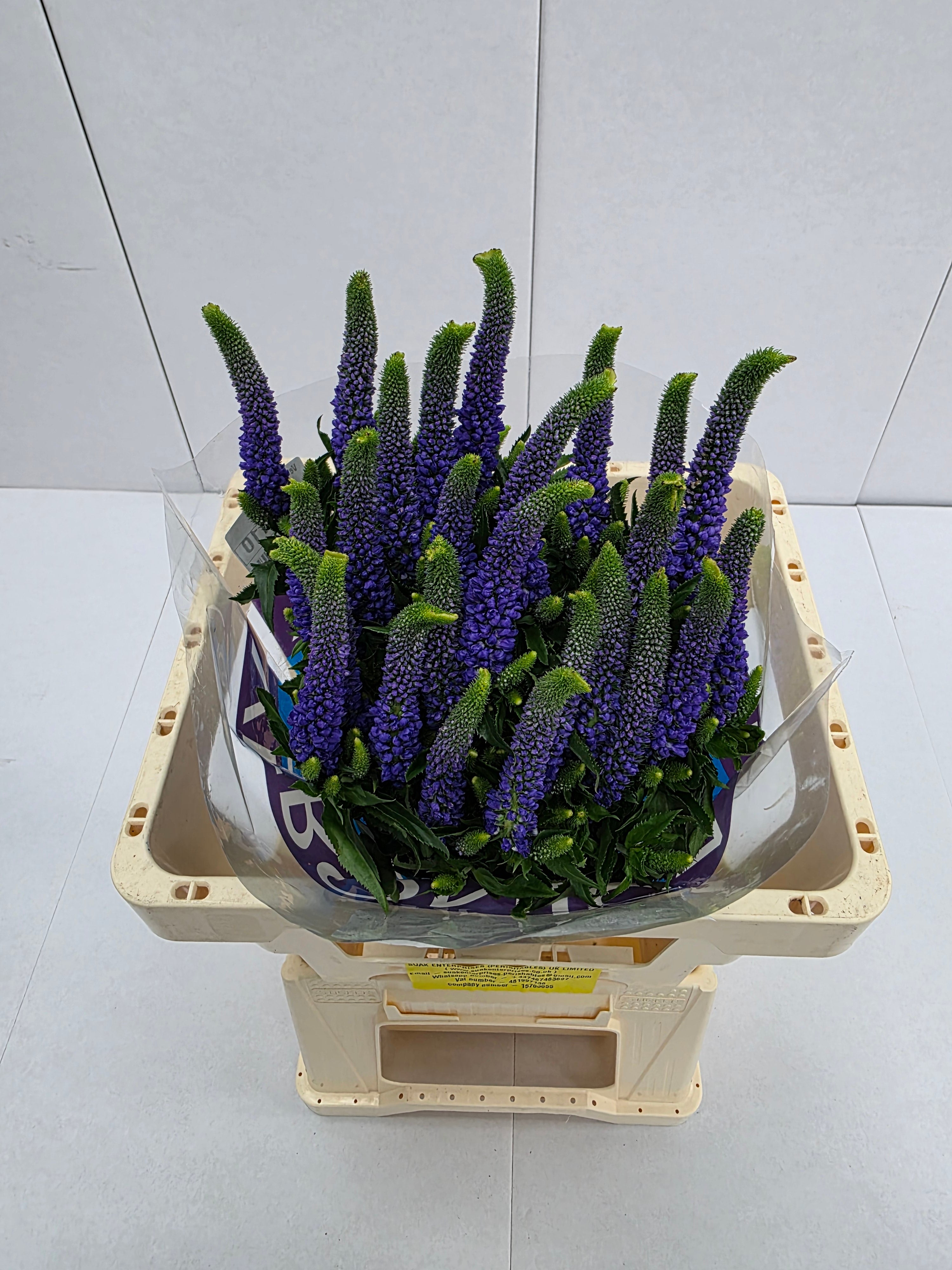 Farm Fresh Veronica Diana (Bunch of 25 stems, Length 60cm)