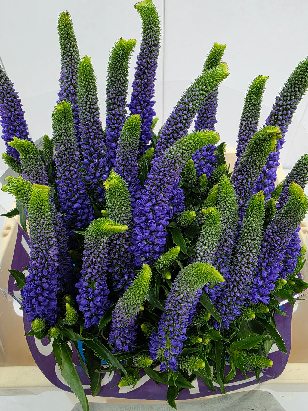Farm Fresh Veronica Diana (Bunch of 25 stems, Length 60cm)