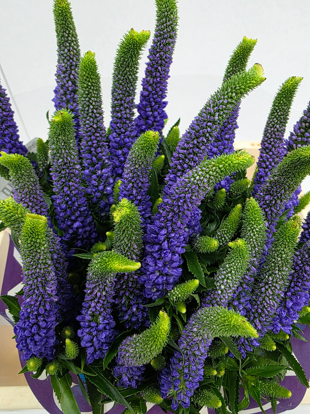 Farm Fresh Veronica Diana (Bunch of 25 stems, Length 60cm)