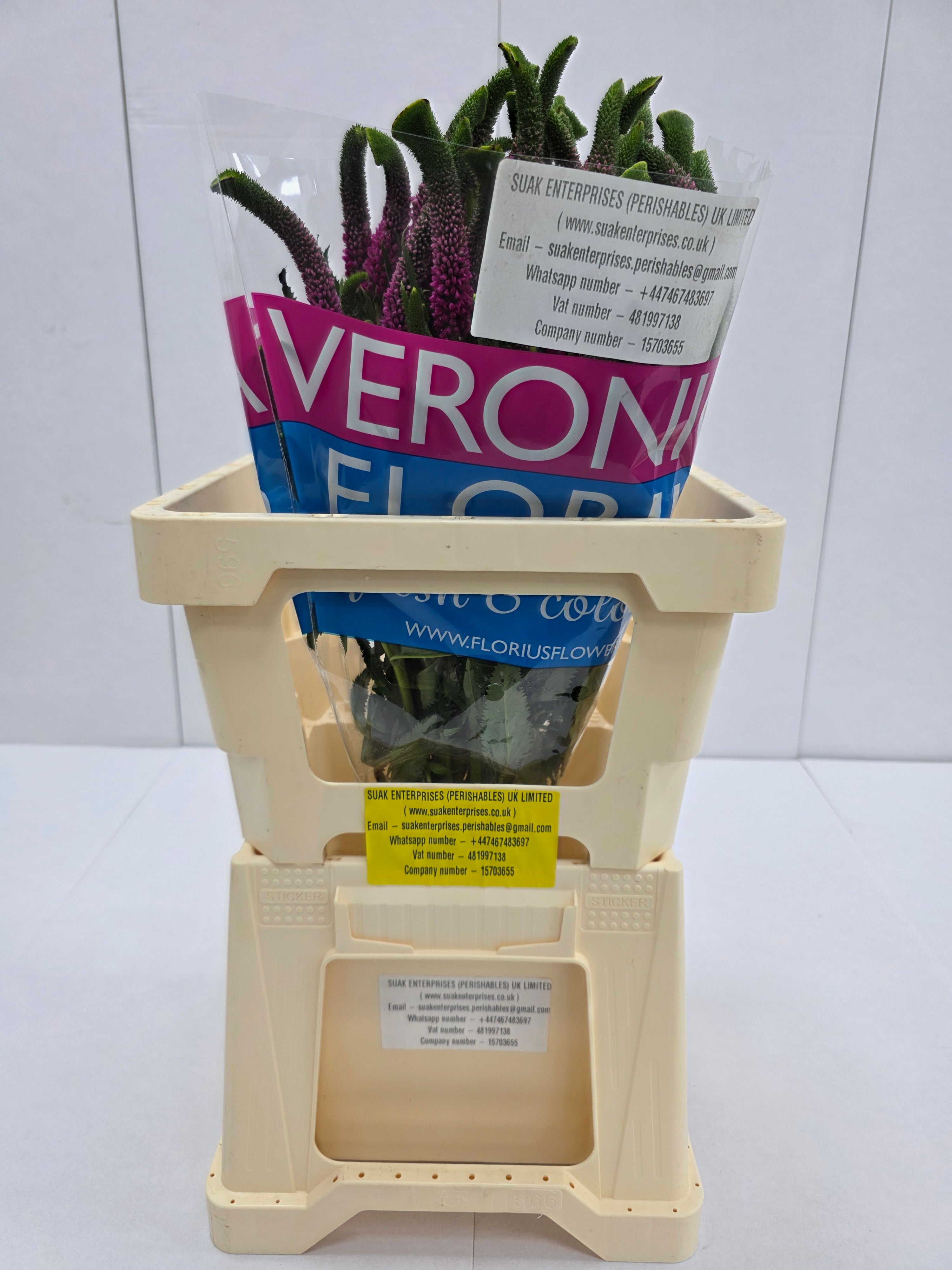 Farm Fresh Veronica Spray Iselle (Bunch of 25stems, Length 60cm)