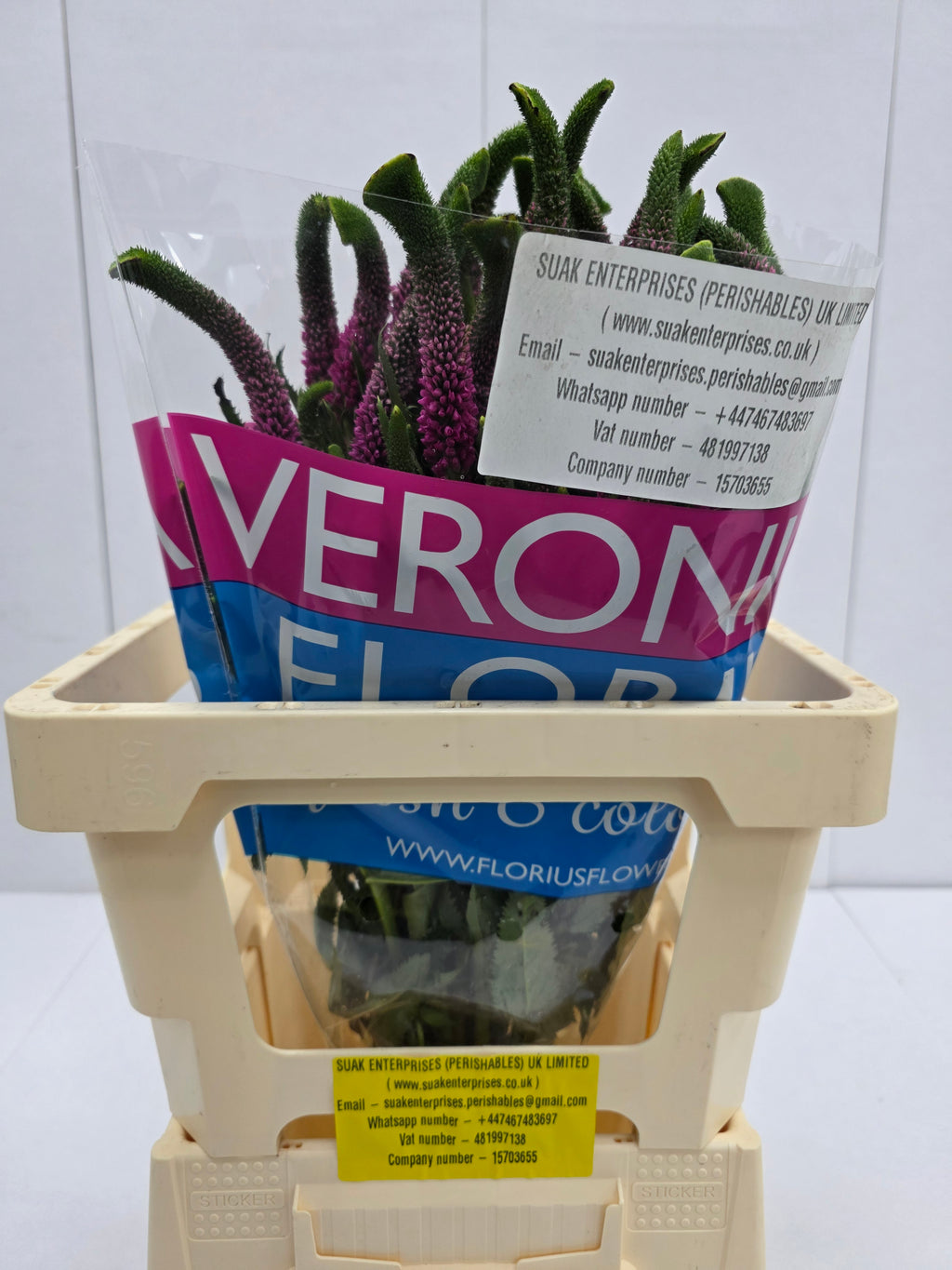 Farm Fresh Veronica Spray Iselle (Bunch of 20stems, Length 60cm)