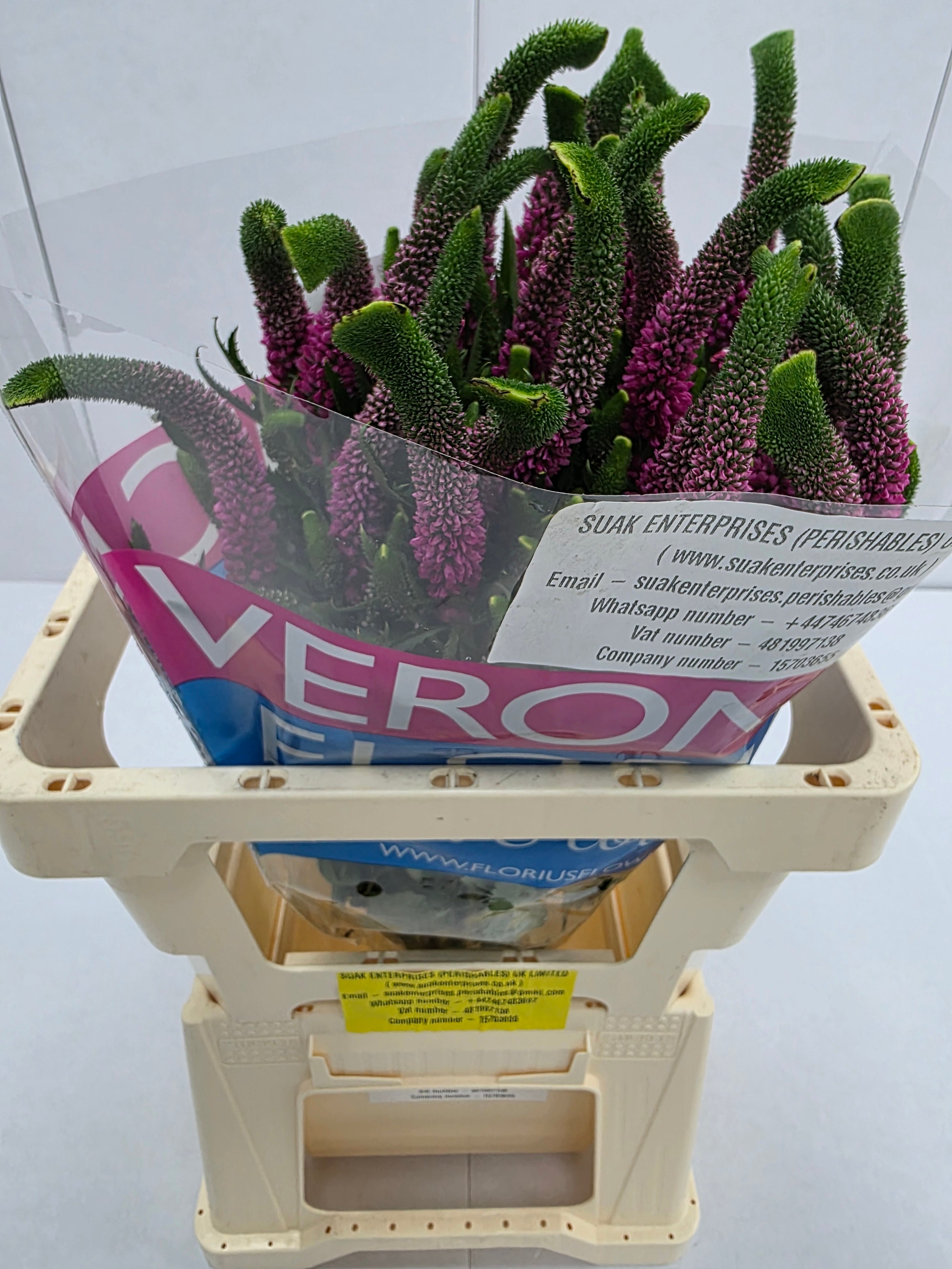 Farm Fresh Veronica Spray Iselle (Bunch of 25stems, Length 60cm)