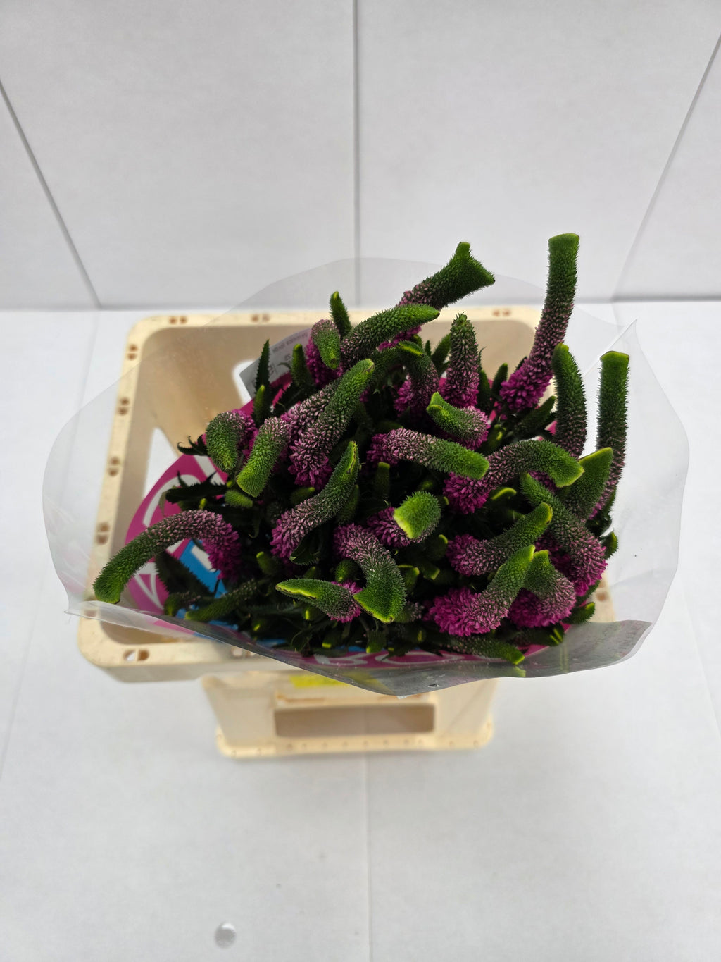 Farm Fresh Veronica Spray Iselle (Bunch of 20stems, Length 60cm)