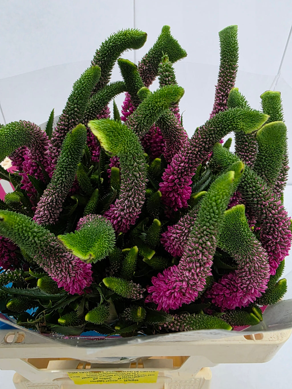 Farm Fresh Veronica Spray Iselle (Bunch of 20stems, Length 60cm)