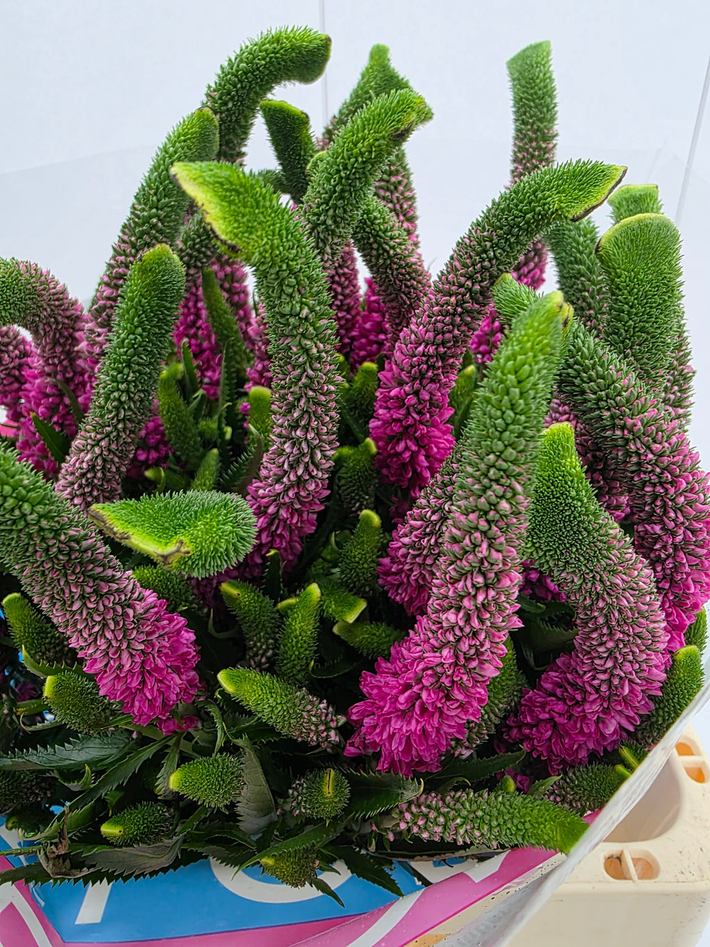 Farm Fresh Veronica Spray Iselle (Bunch of 20stems, Length 60cm)