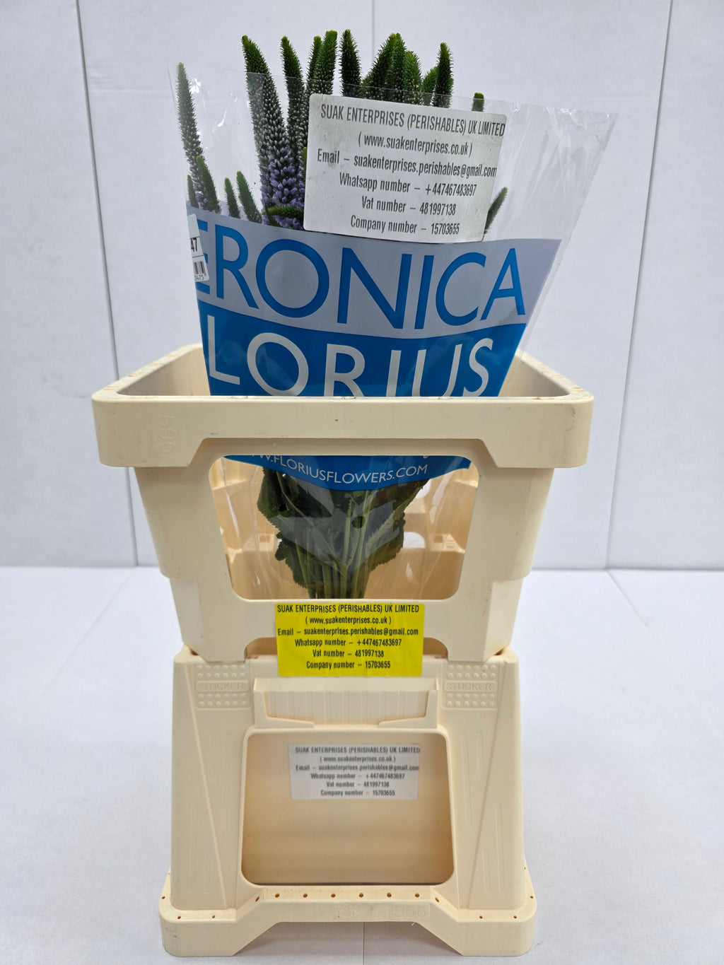 Farm Fresh Veronica June Lilac (Bunch of 25stems, Length 60cm)