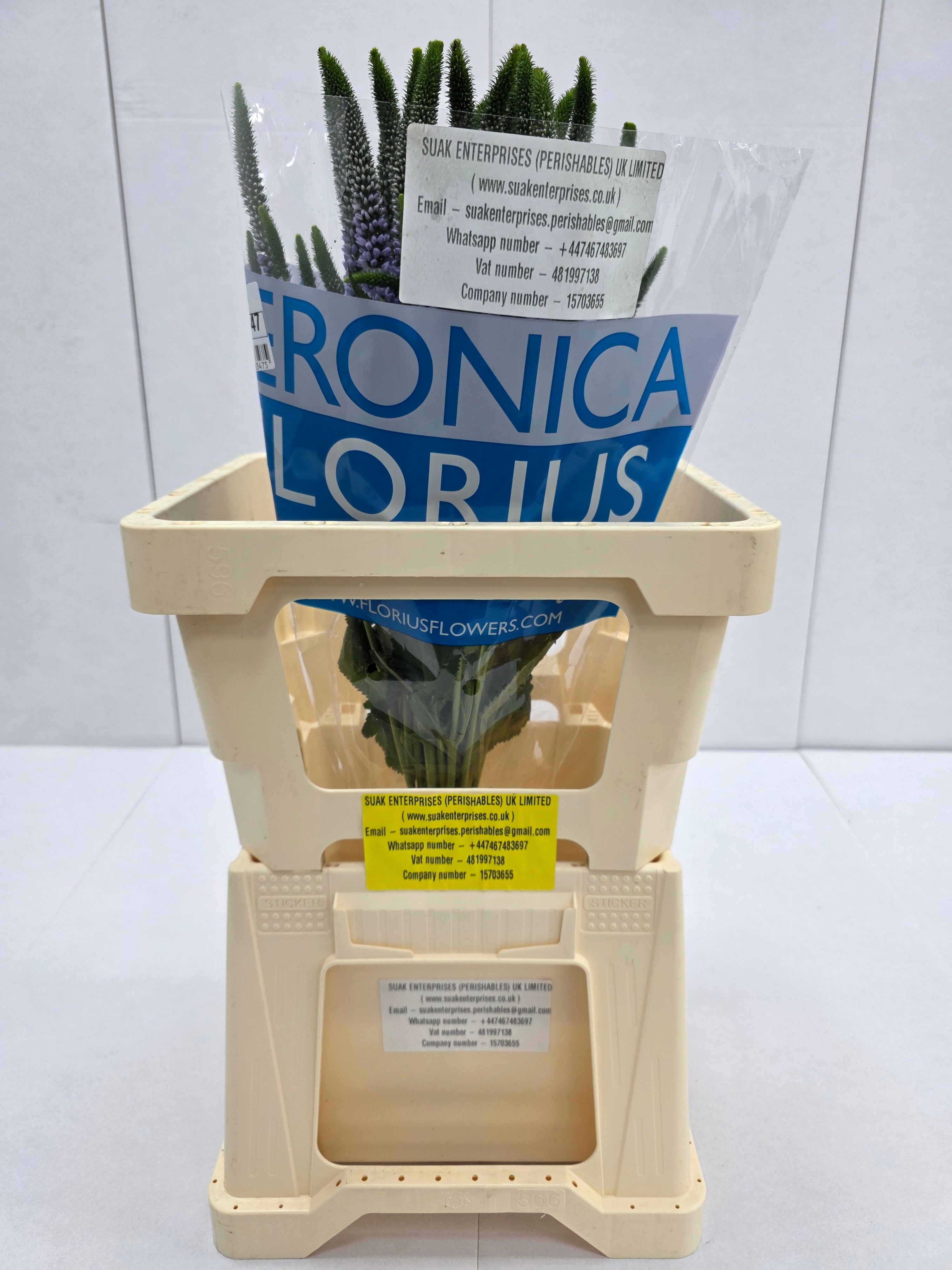 Farm Fresh Veronica June Lilac (Bunch of 25stems, Length 60cm)