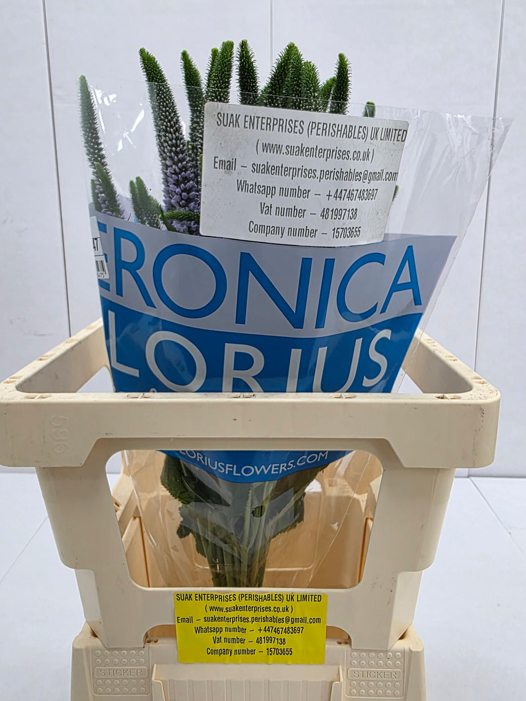 Farm Fresh Veronica June Lilac (Bunch of 25stems, Length 60cm)